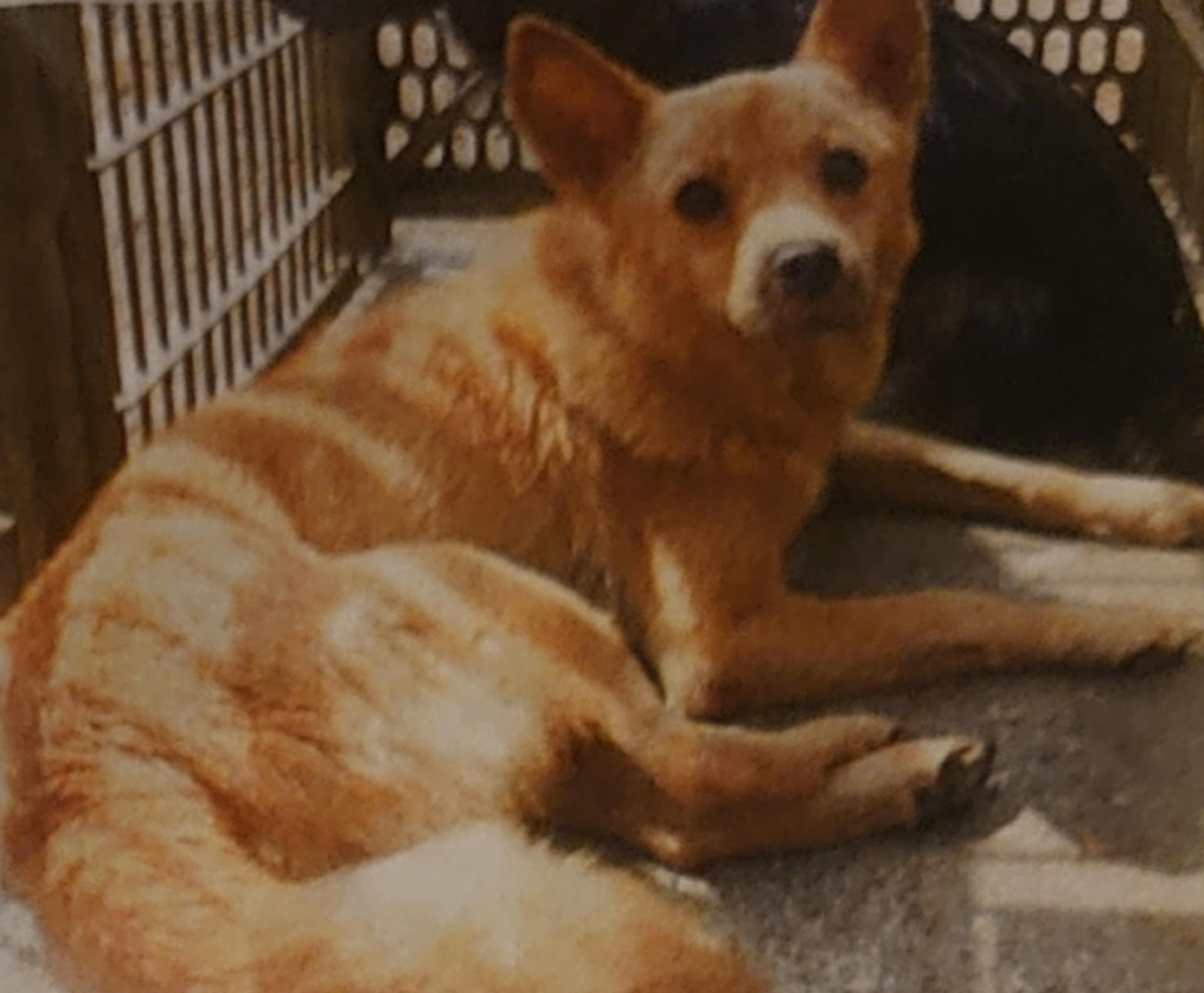 pet-image-3