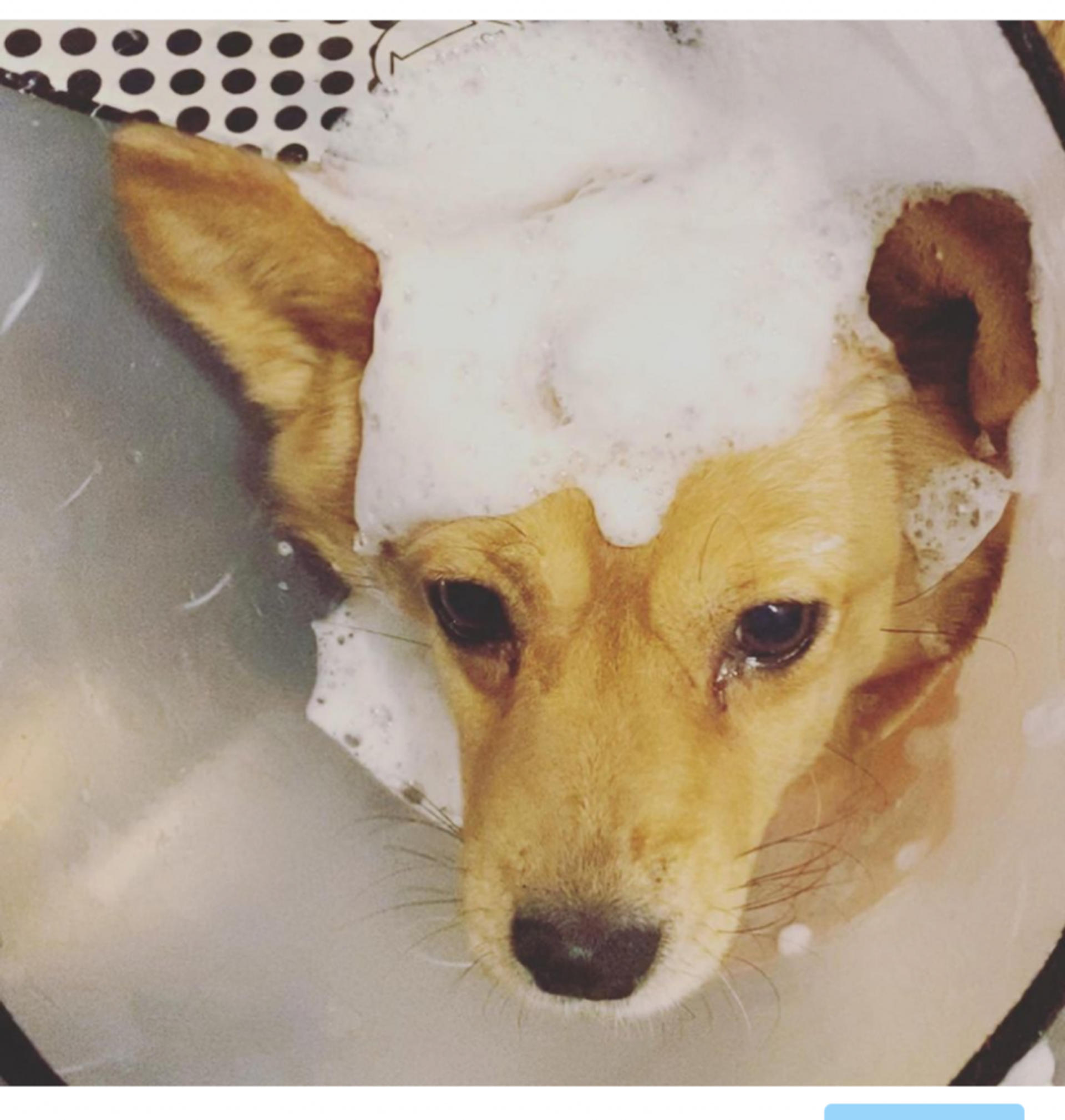 pet-image-5