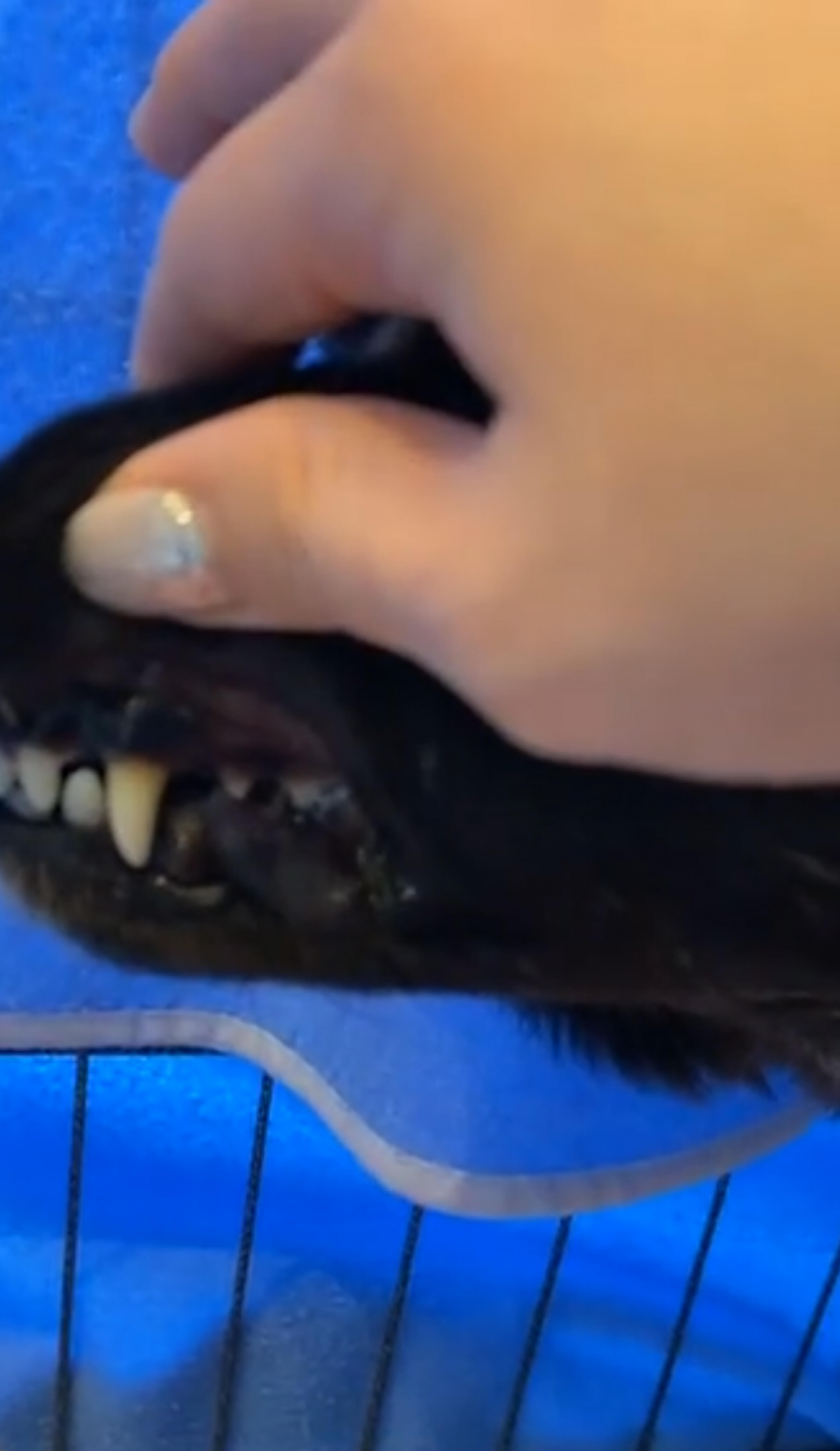pet-image-4