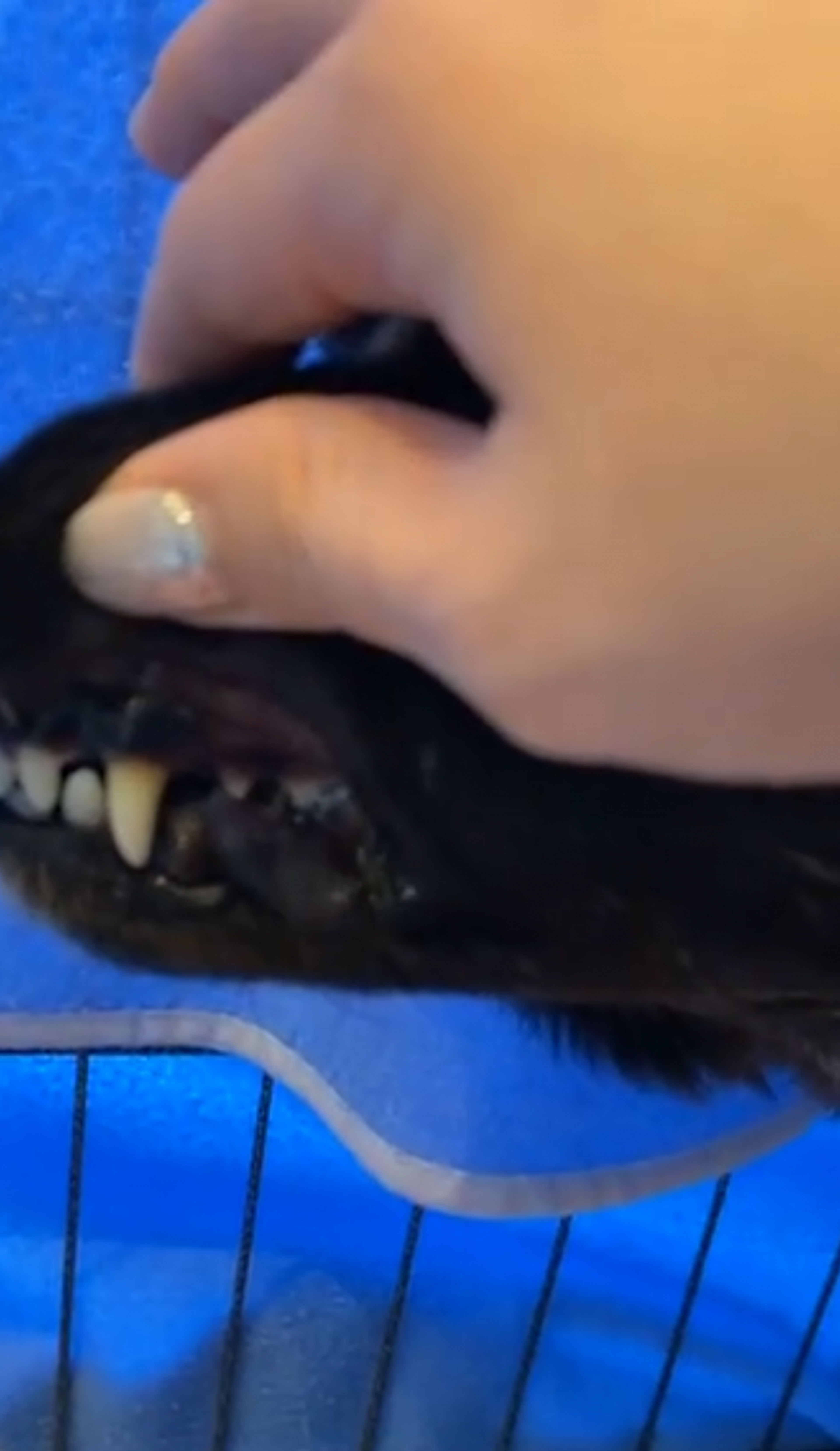 pet-image-4
