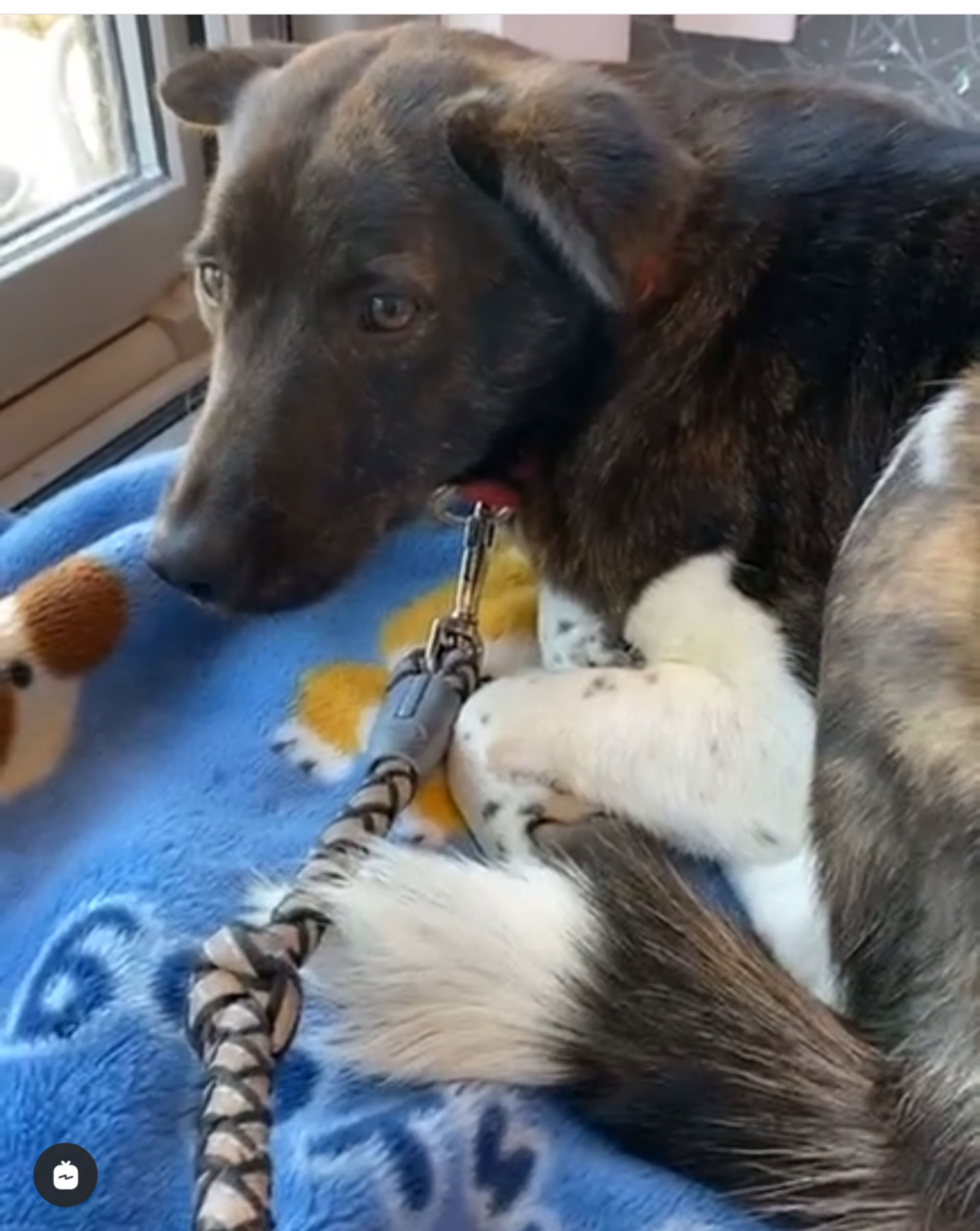 雑種（ミックス犬）・メスの里親募集の写真