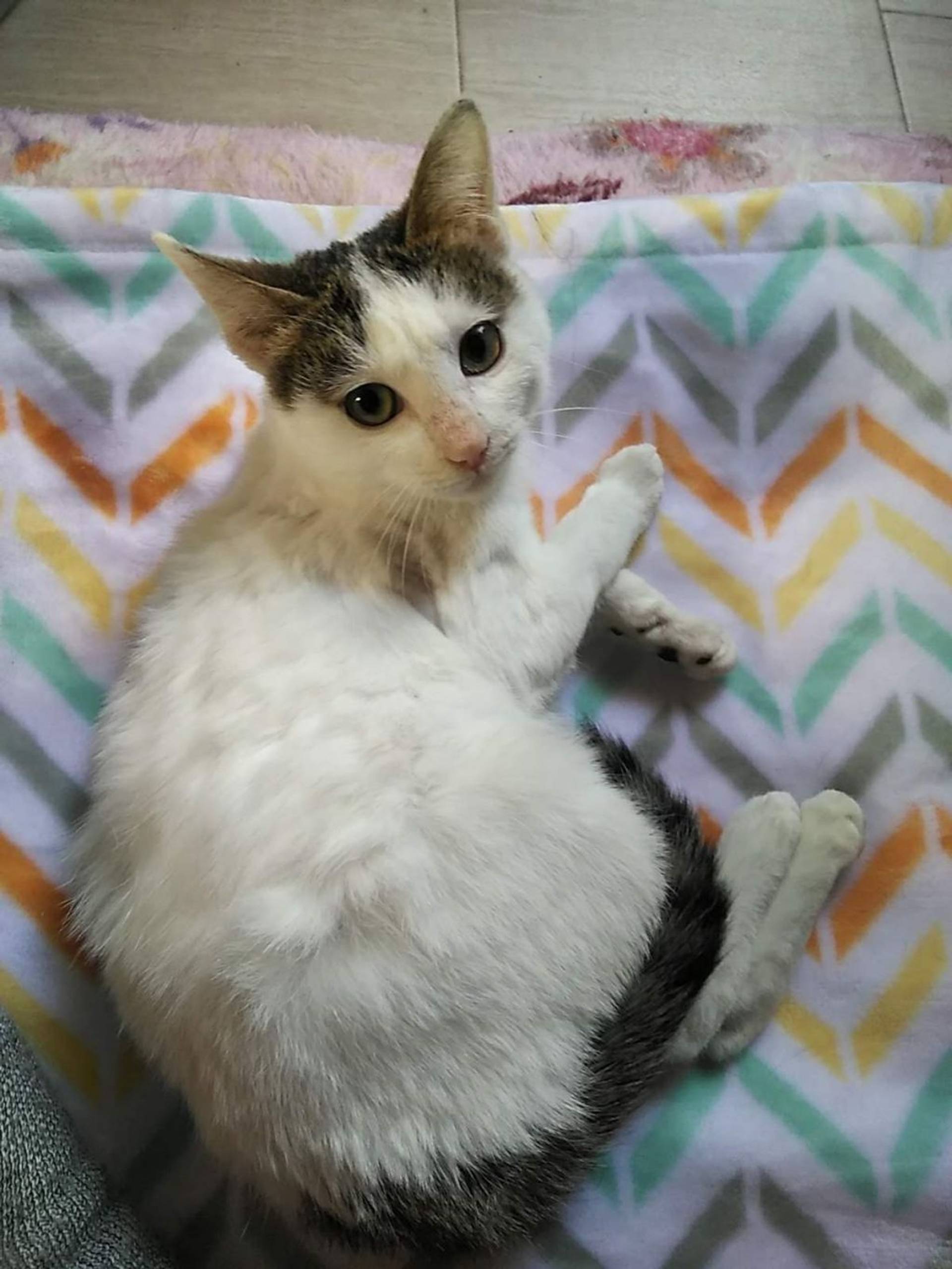雑種（ミックス猫）・メスの里親募集の写真