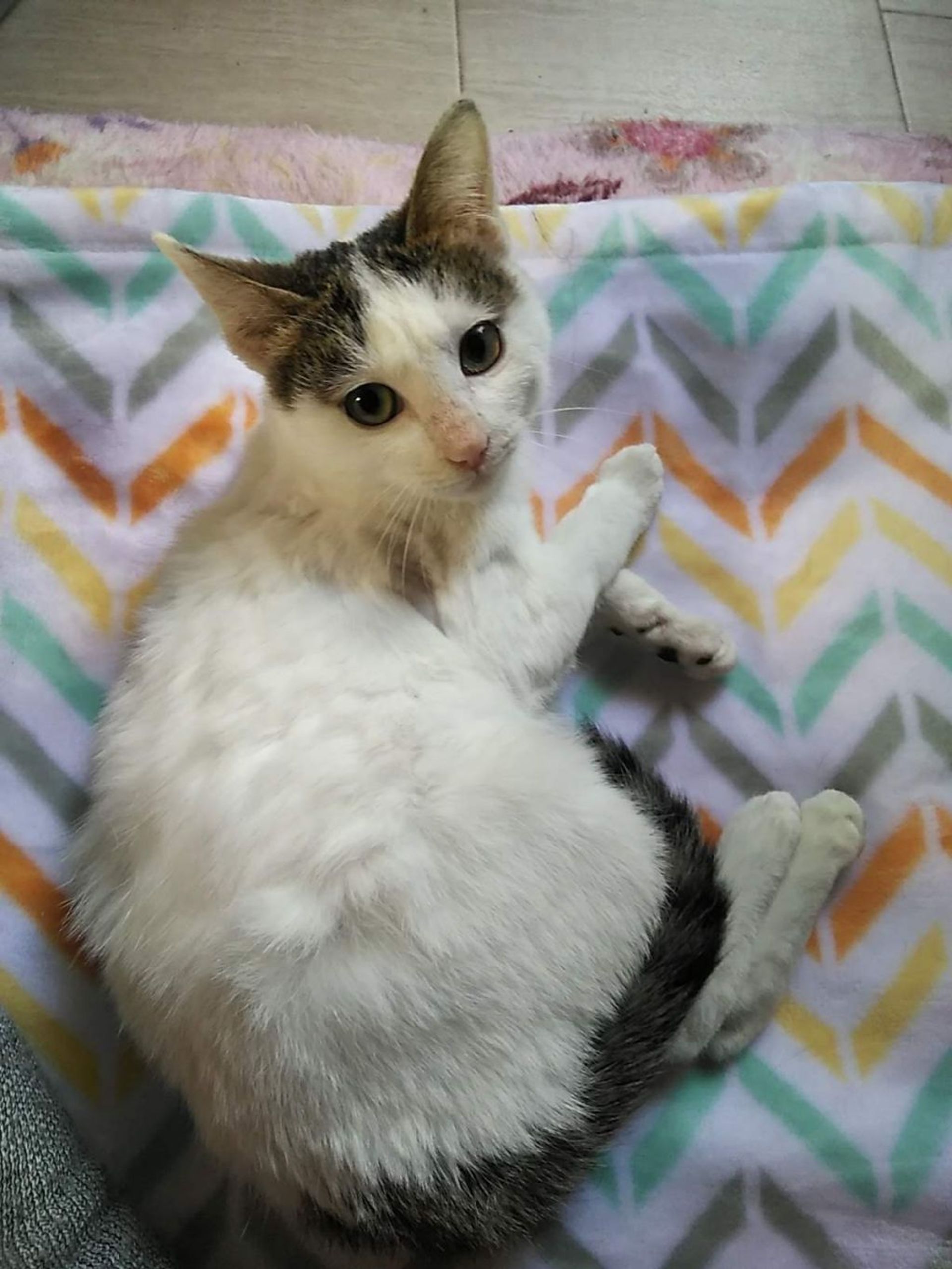雑種（ミックス猫）・メスの里親募集の写真