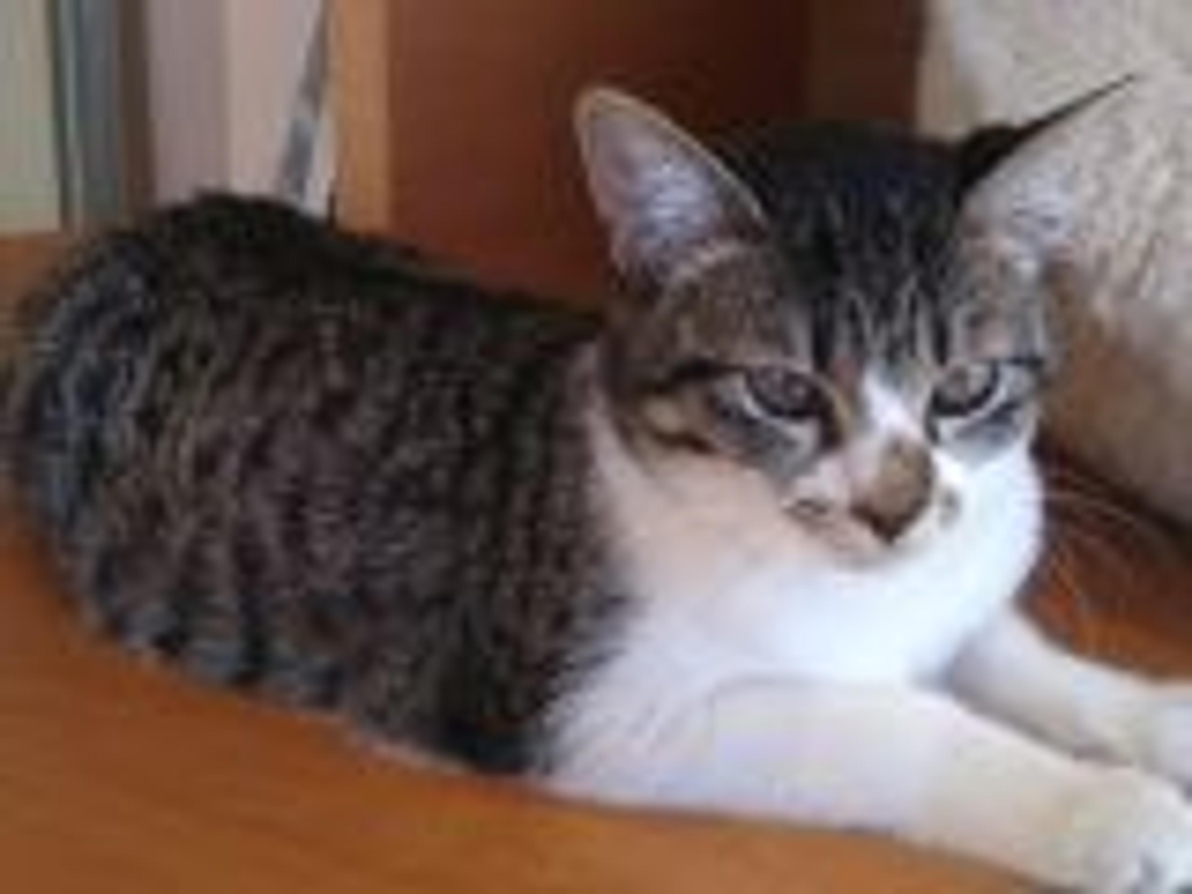 pet-image-2