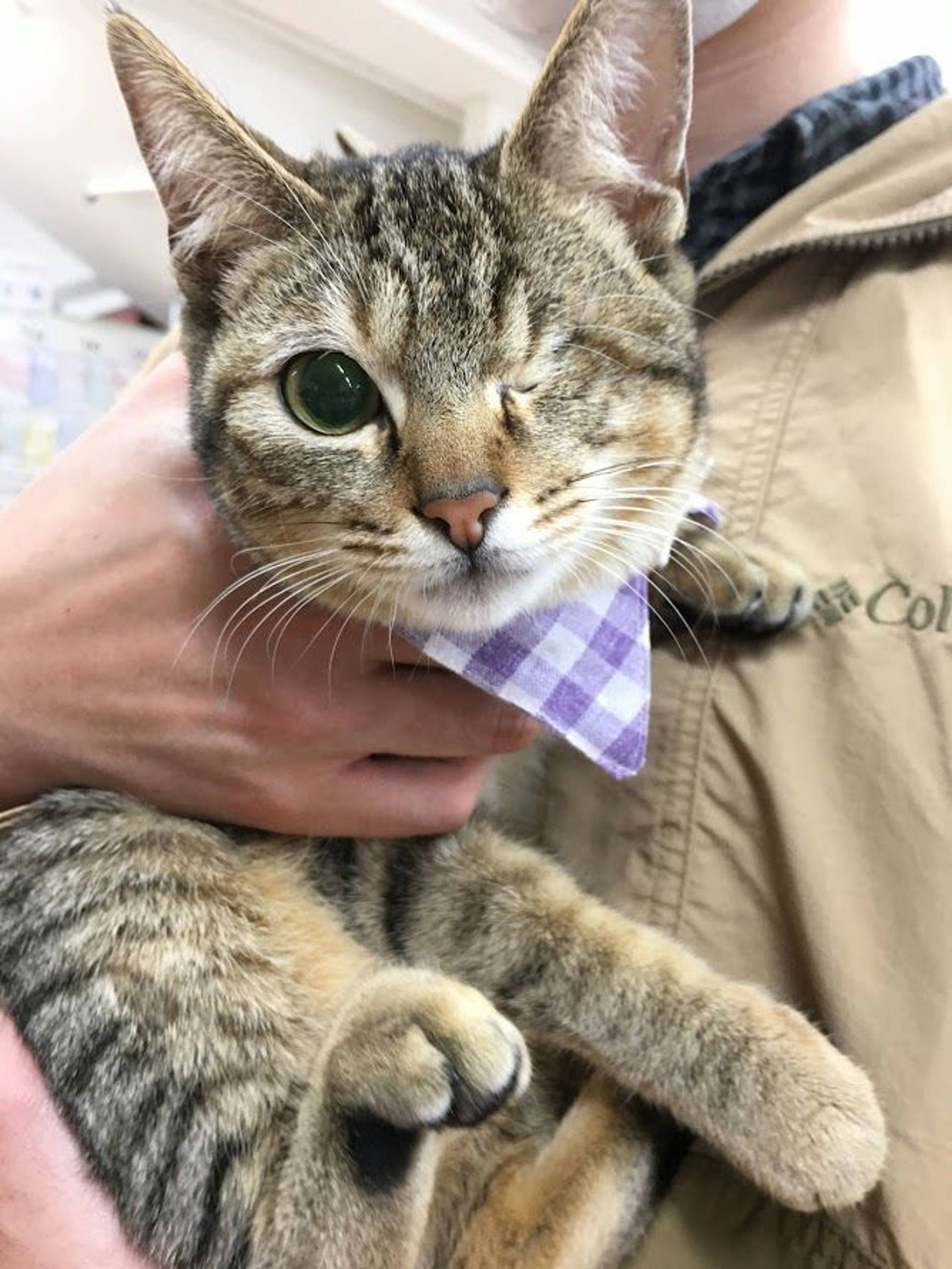 雑種（ミックス猫）・メスの里親募集の写真