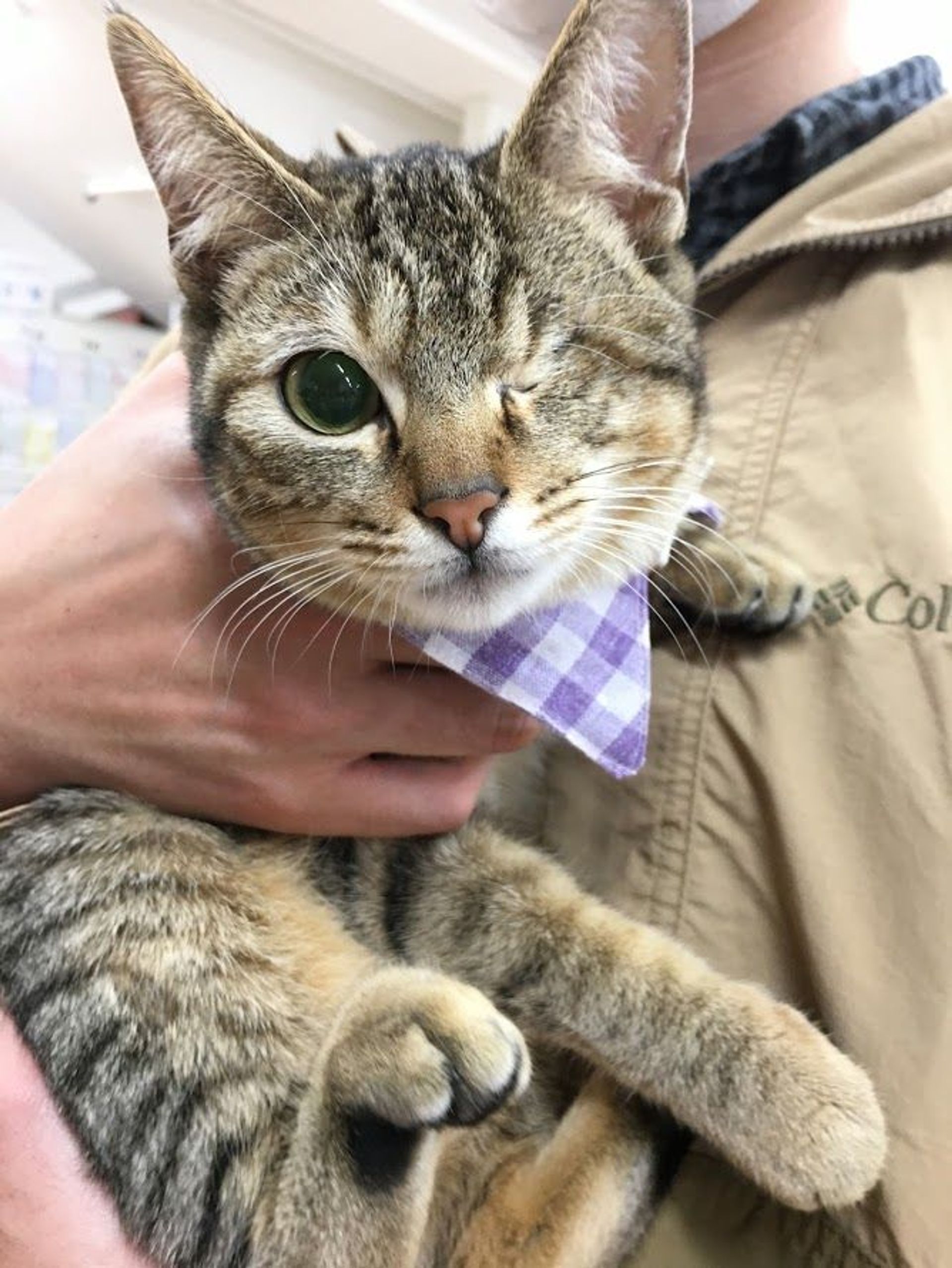 雑種（ミックス猫）・メスの里親募集の写真