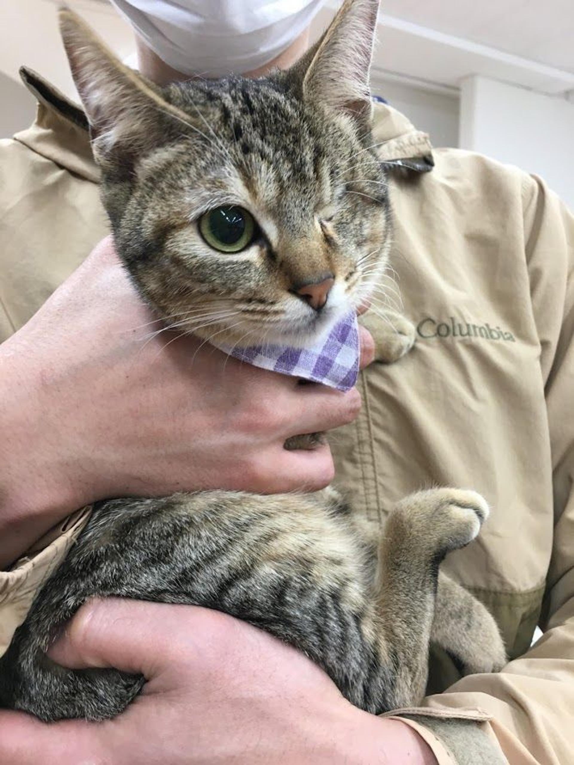 pet-image-3
