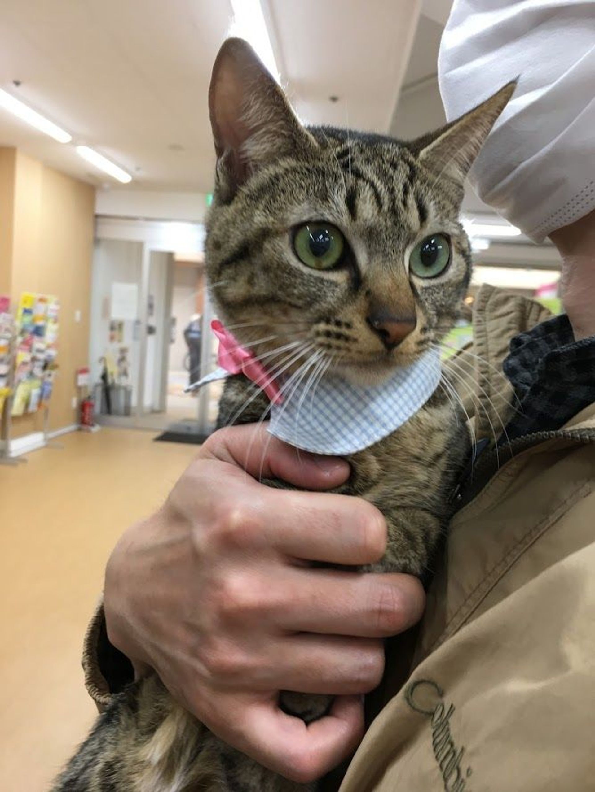 雑種（ミックス猫）・オスの里親募集の写真