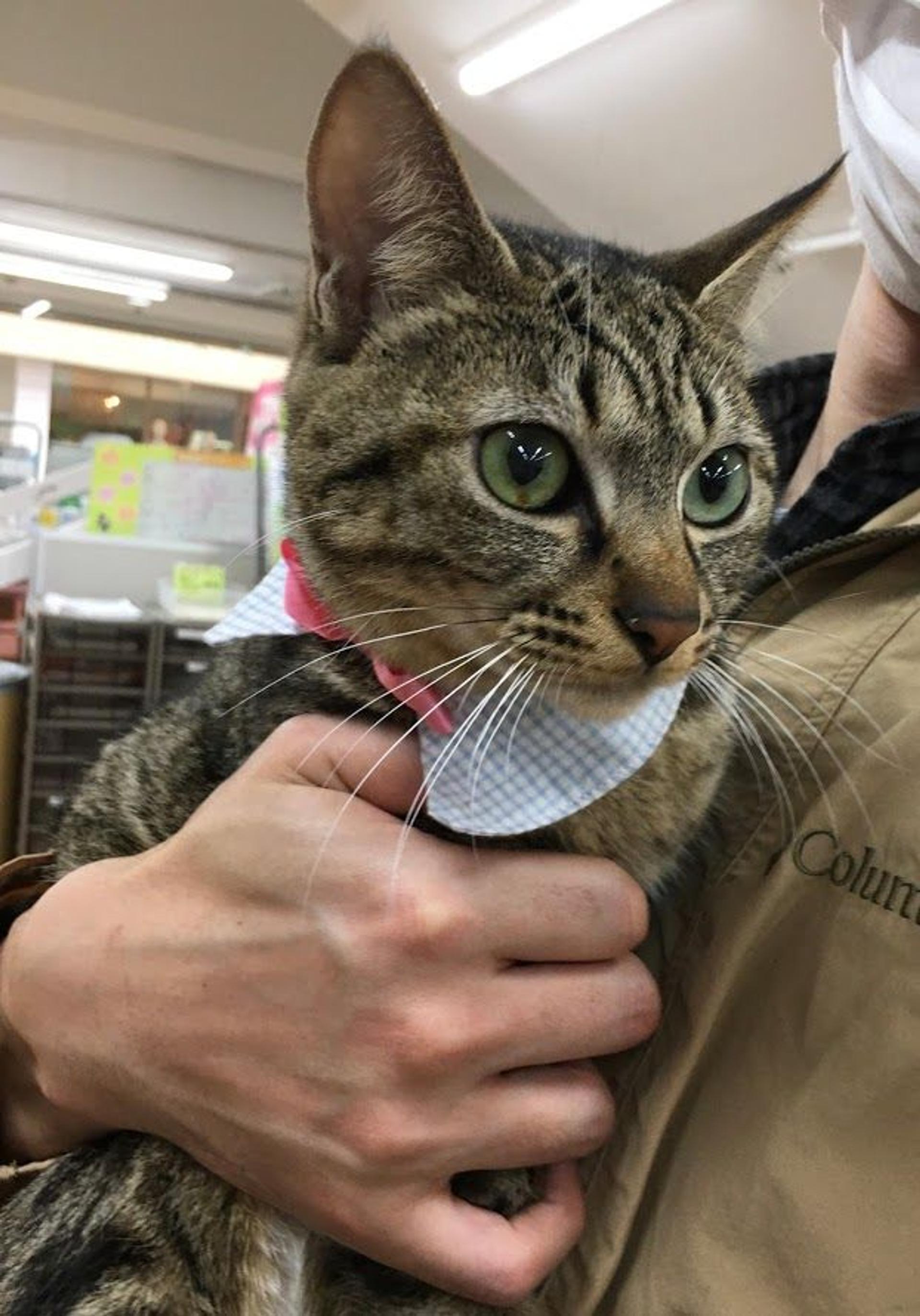 pet-image-4