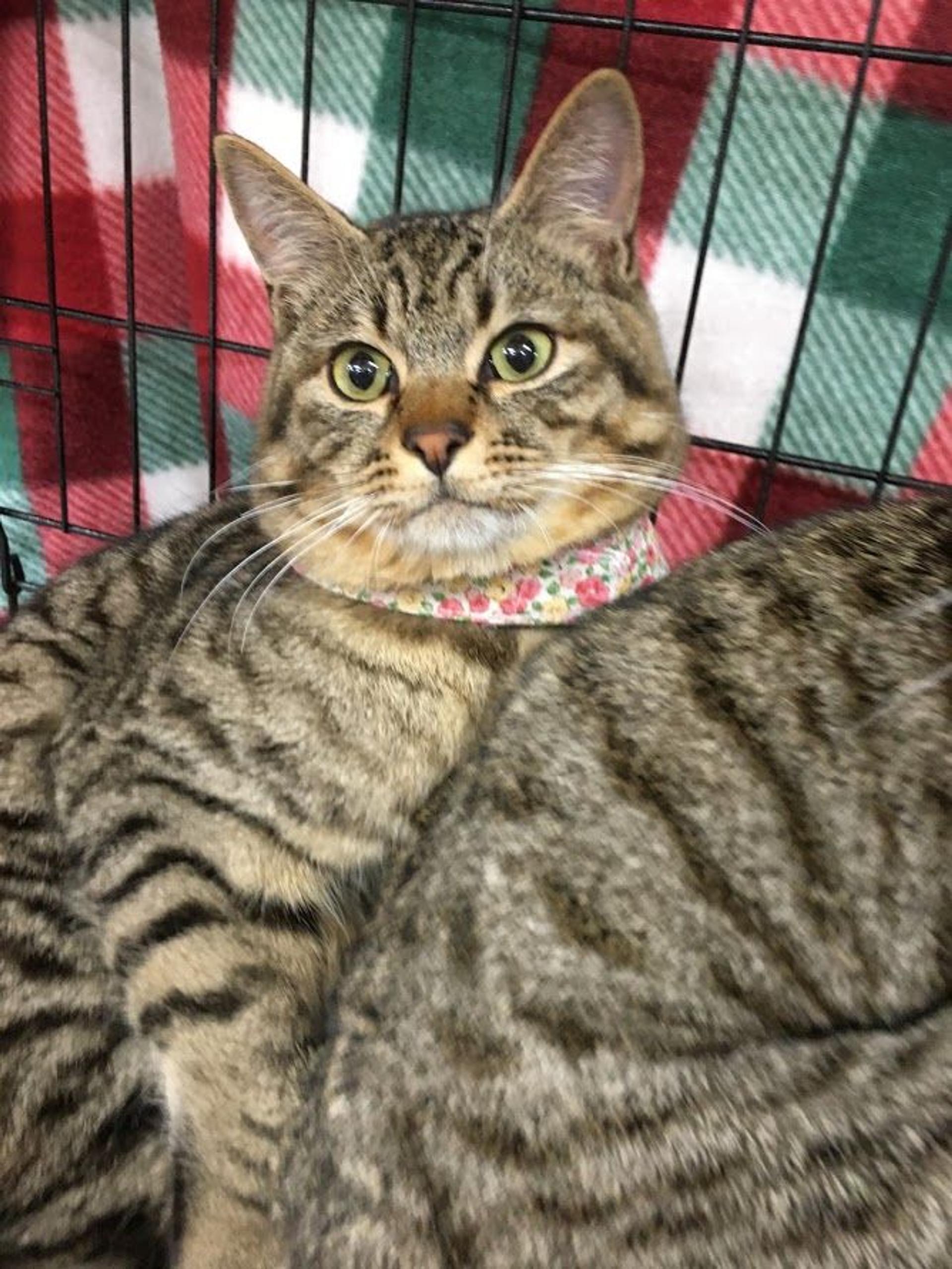 pet-image-5