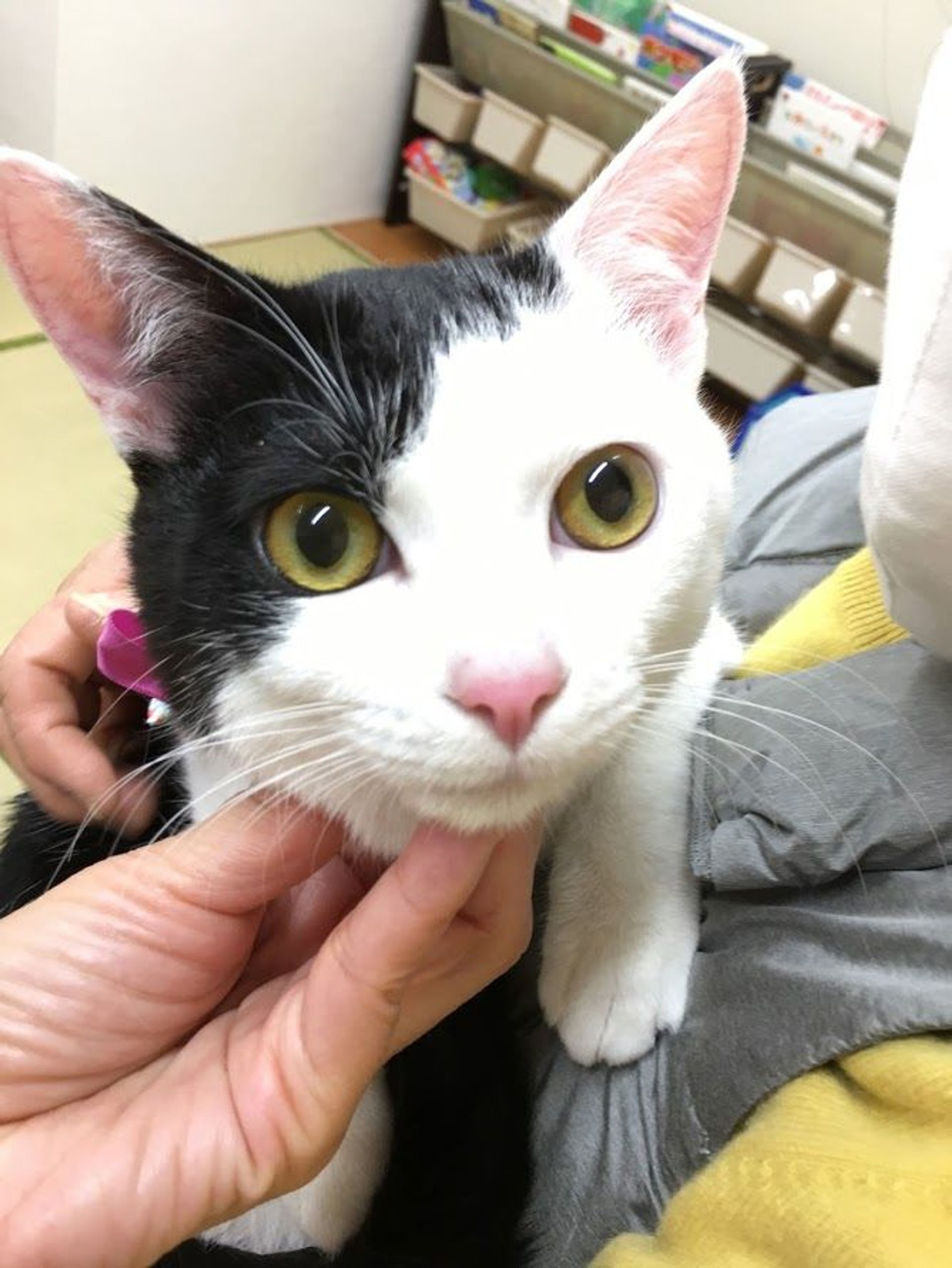 雑種（ミックス猫）・オスの里親募集の写真