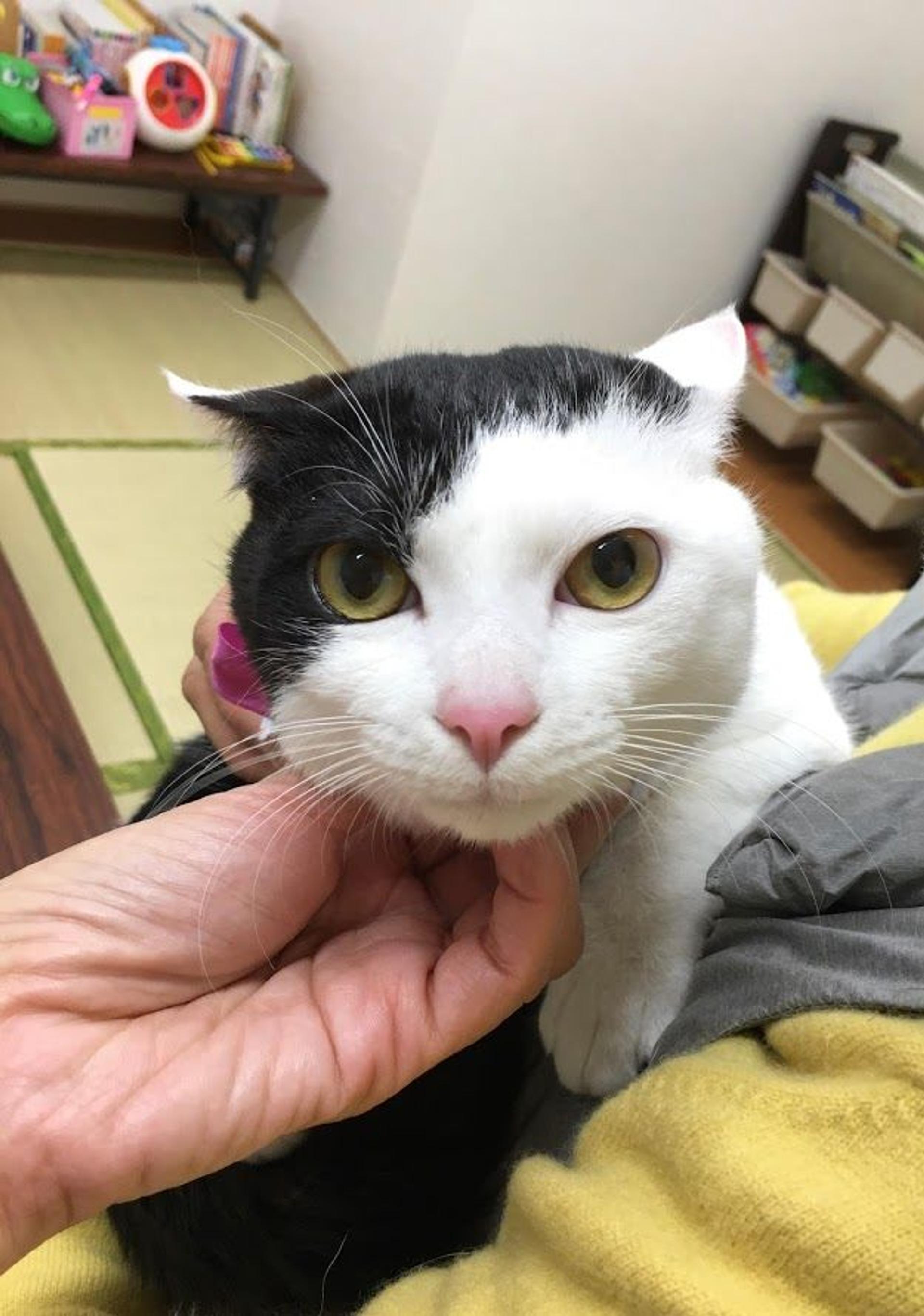 pet-image-2