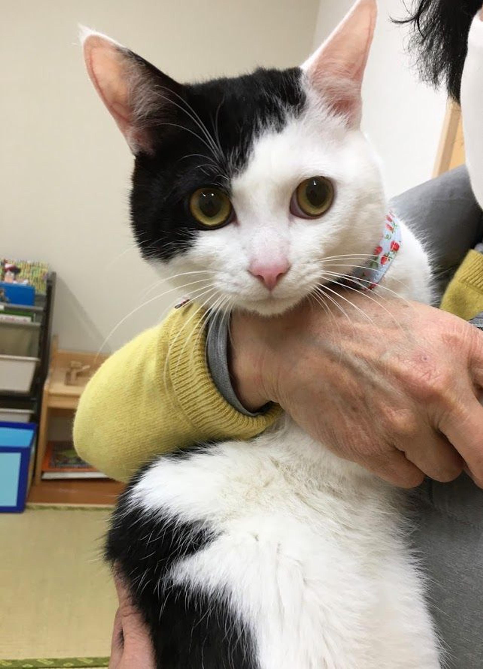 pet-image-4