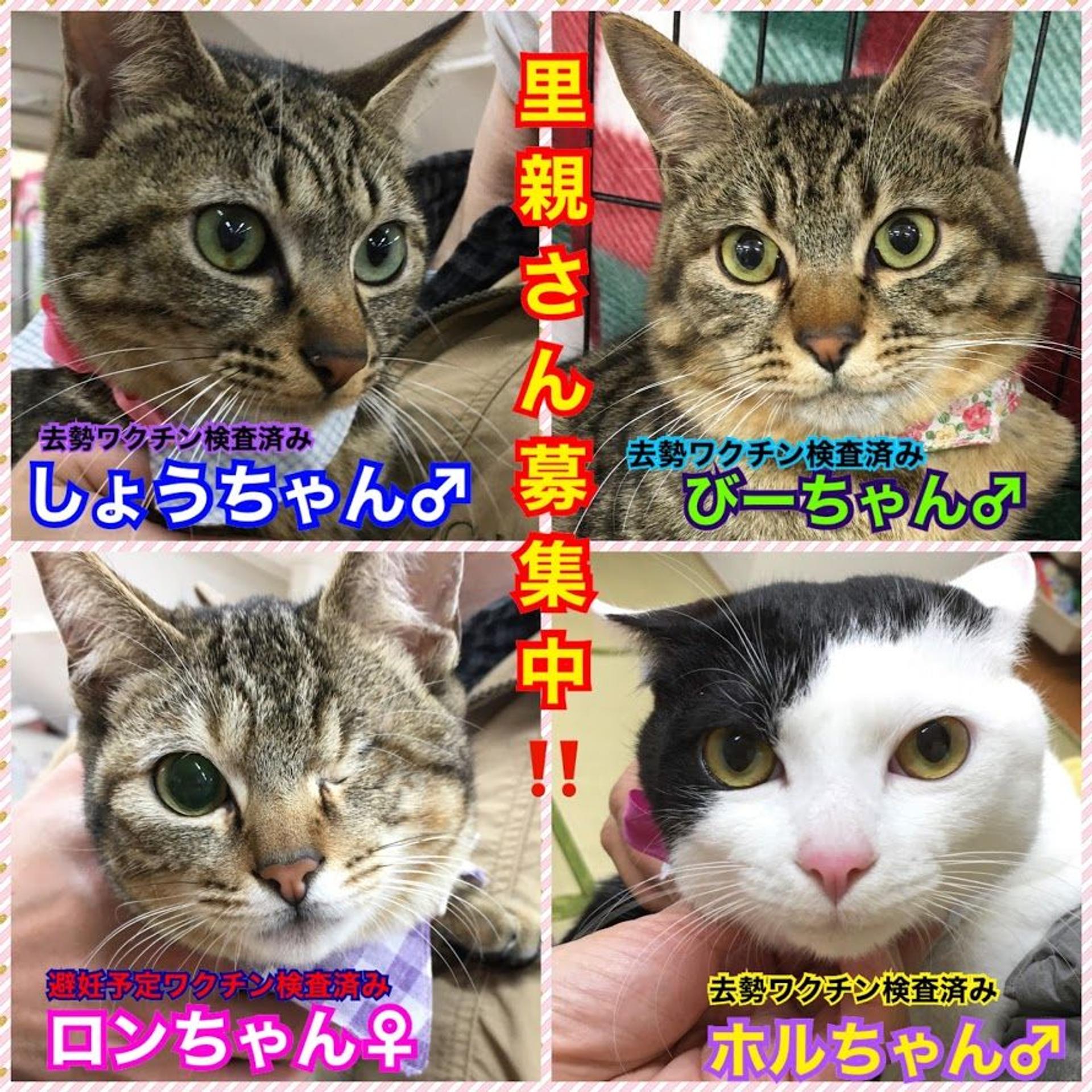 pet-image-5