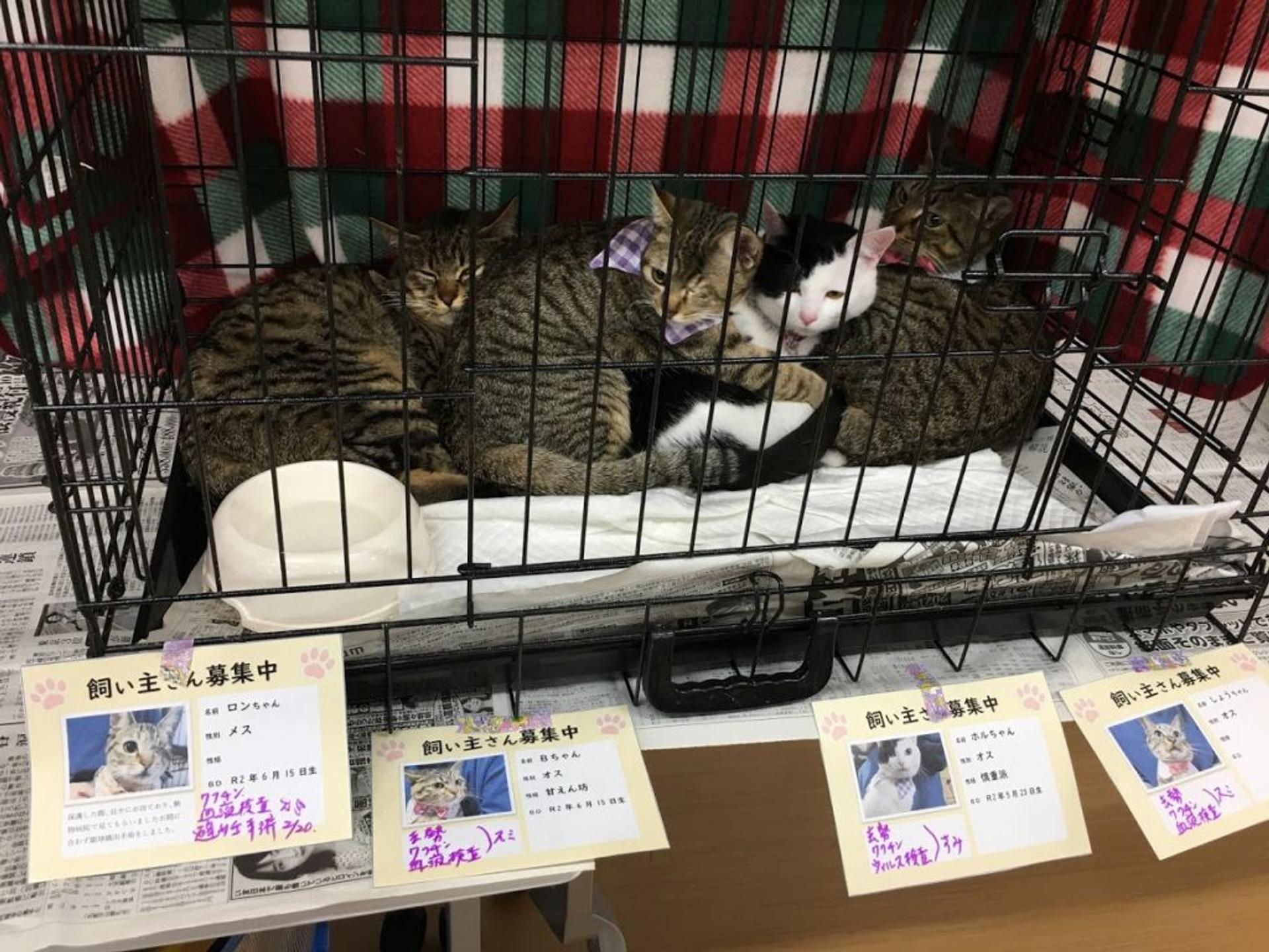 pet-image-6