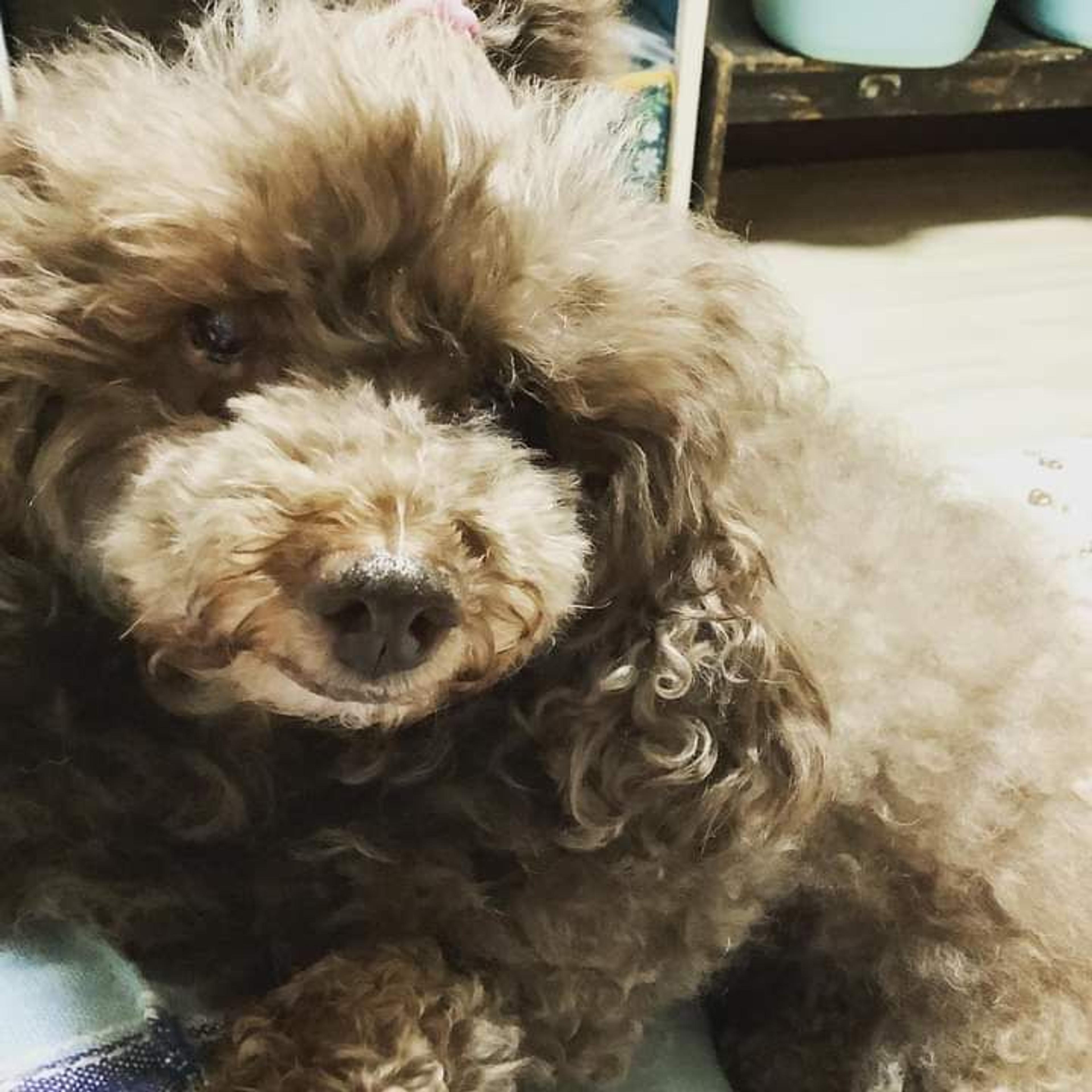 pet-image-2