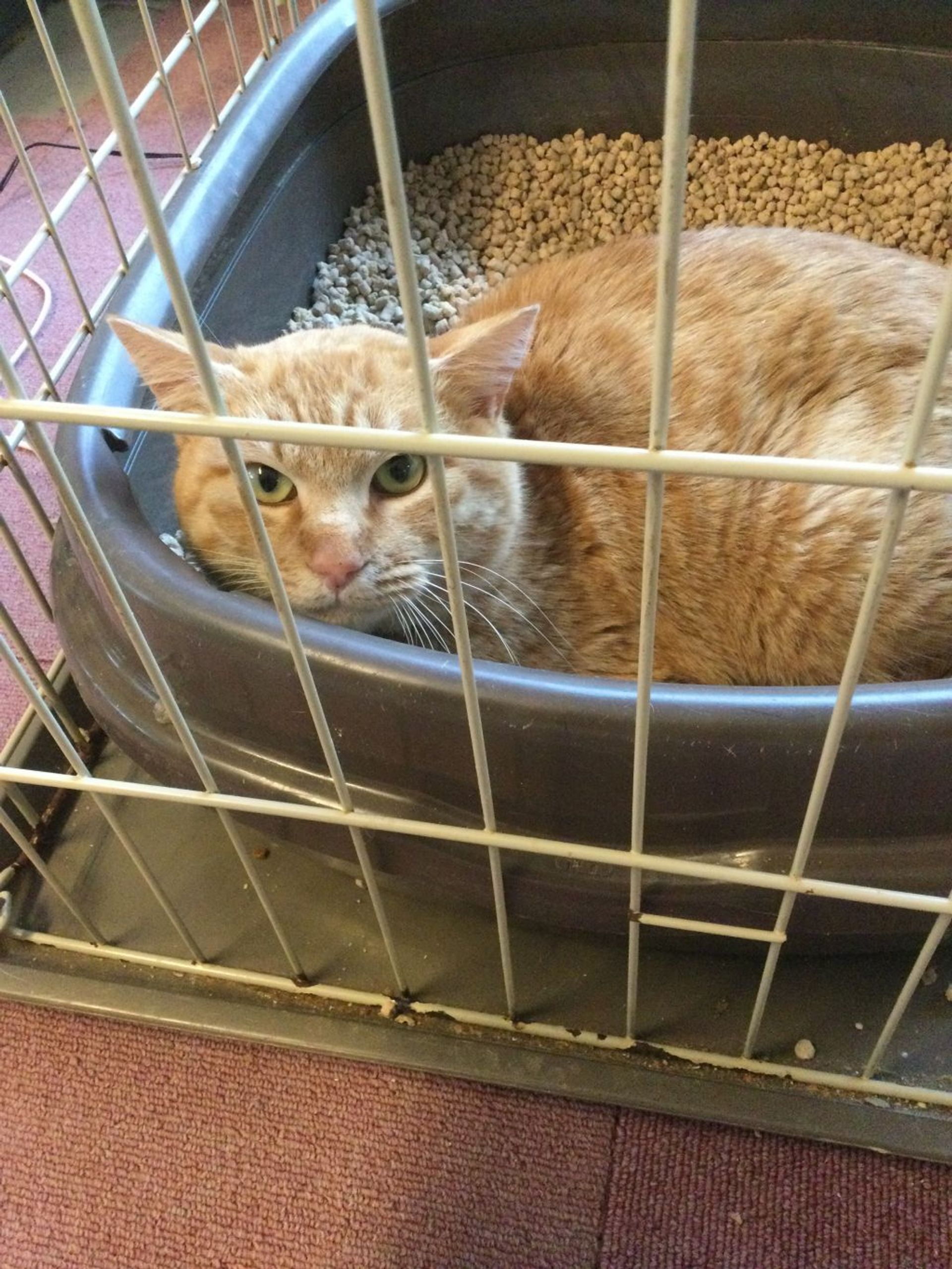 雑種（ミックス猫）・オスの里親募集の写真