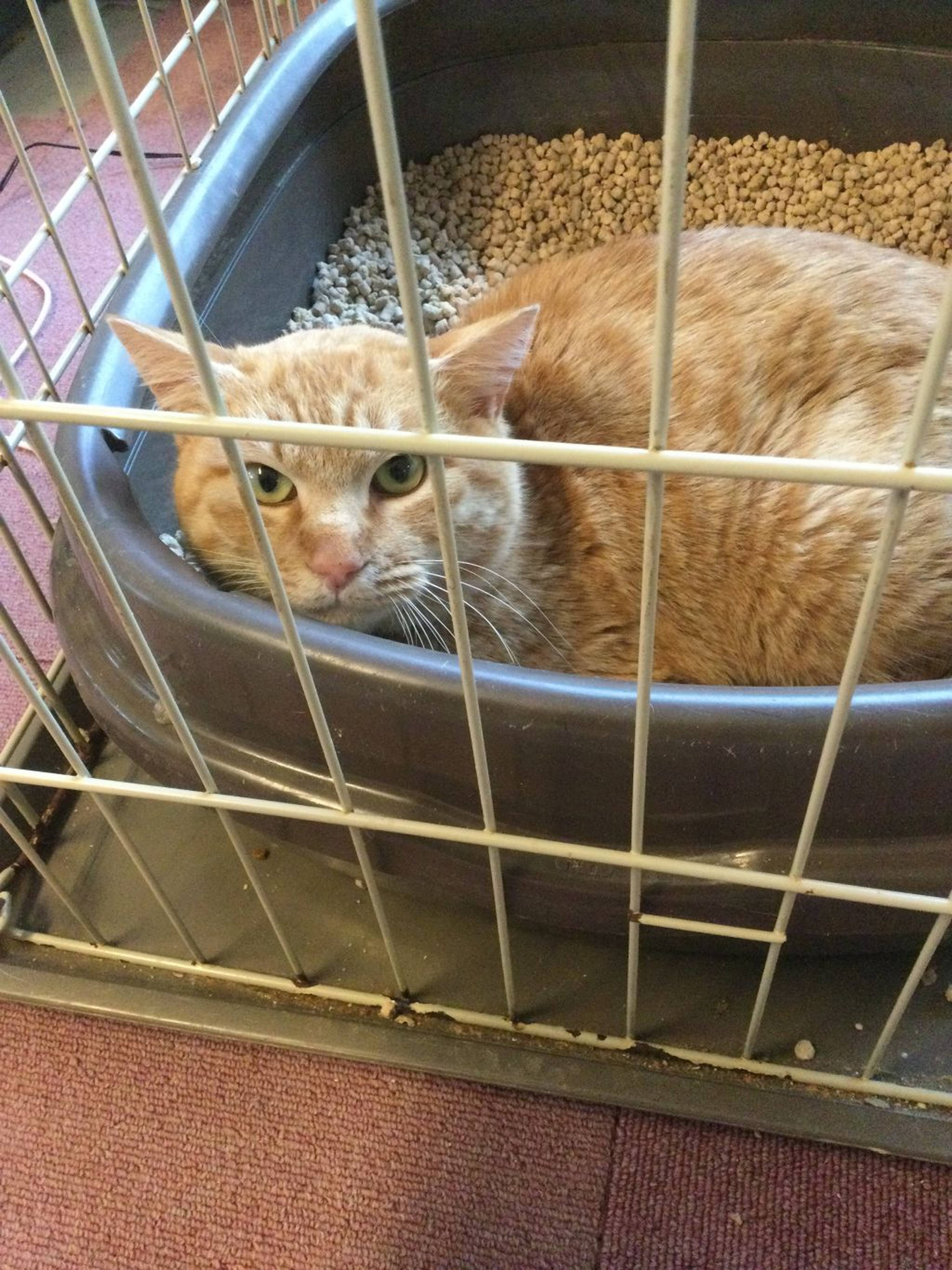 雑種（ミックス猫）・オスの里親募集の写真