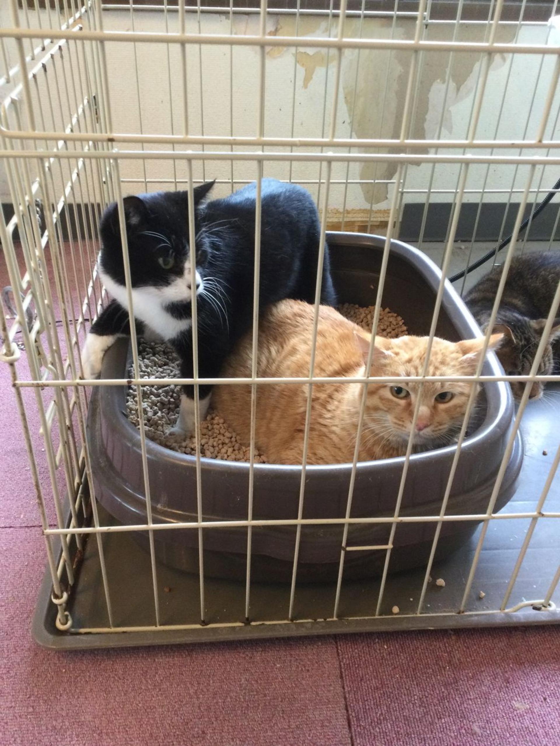 pet-image-2
