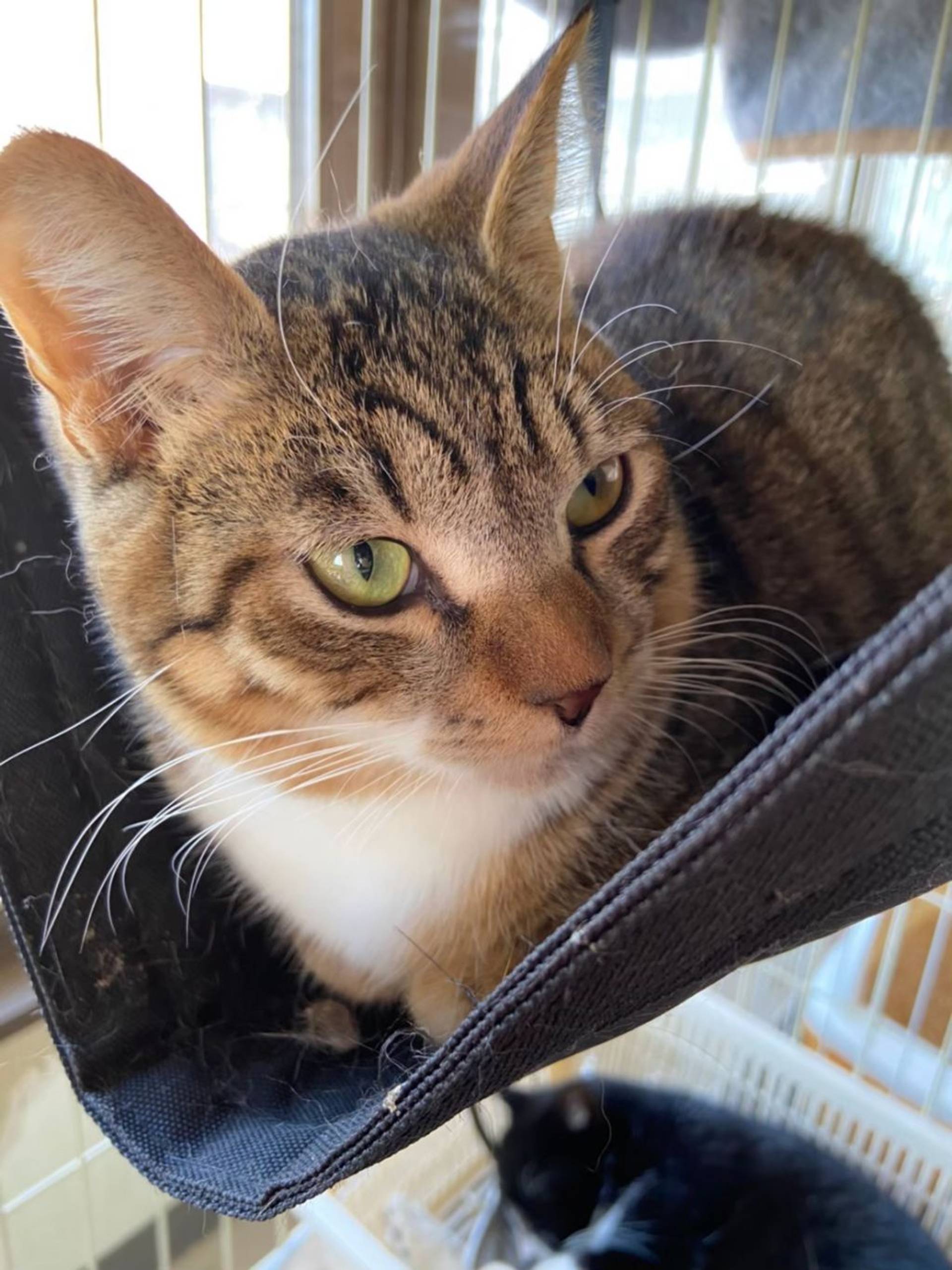 雑種（ミックス猫）・オスの里親募集の写真