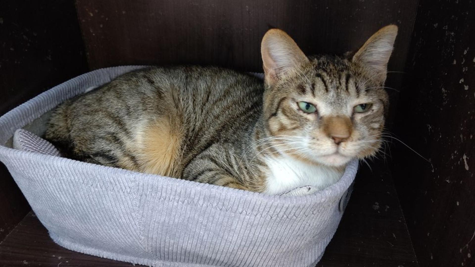 pet-image-2