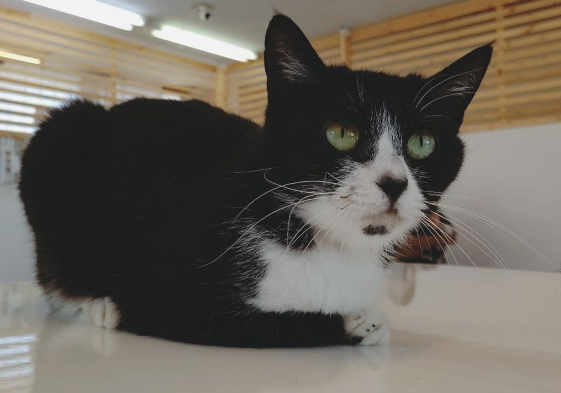 雑種（ミックス猫）・メスの里親募集の写真