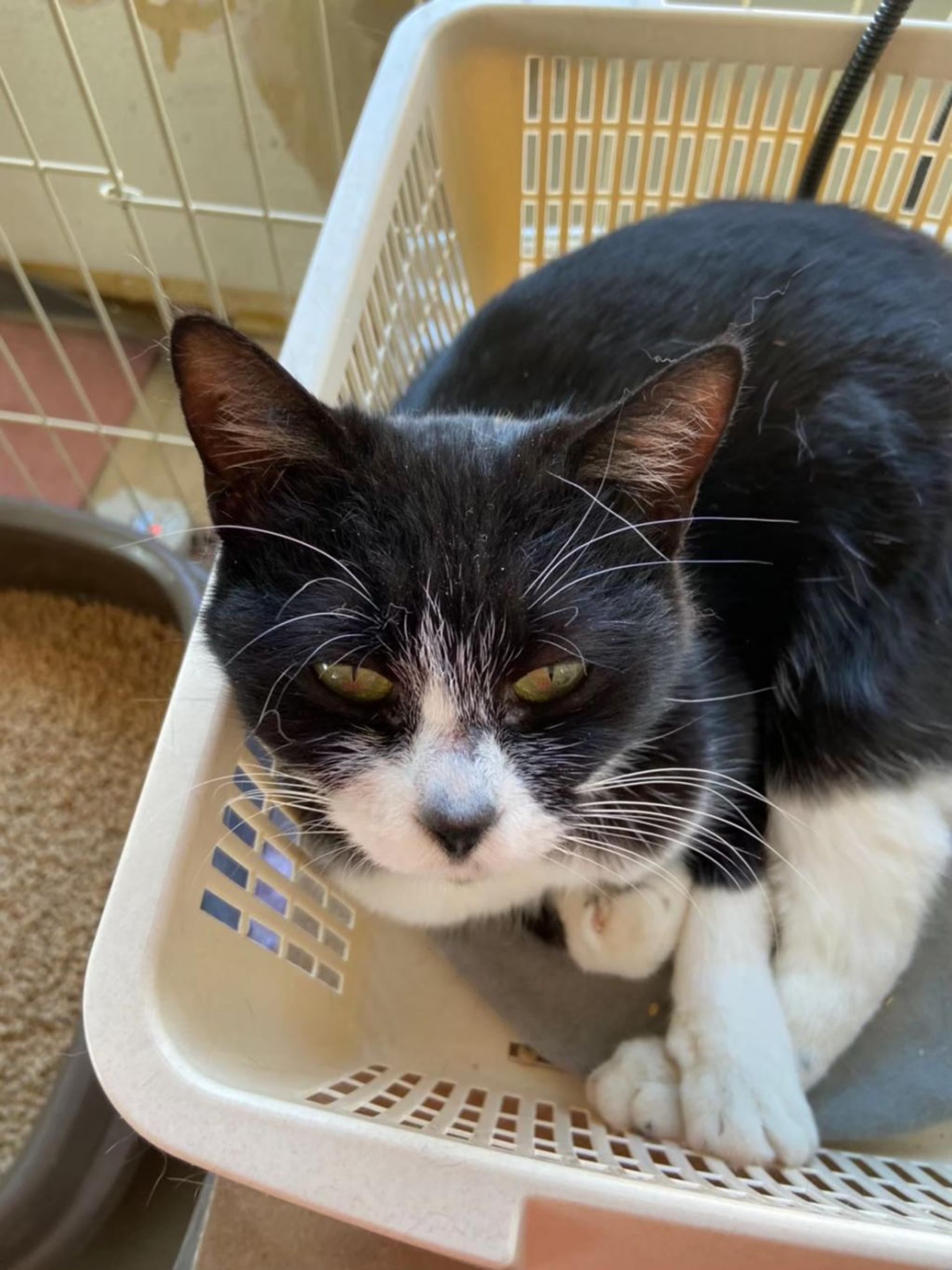 pet-image-2
