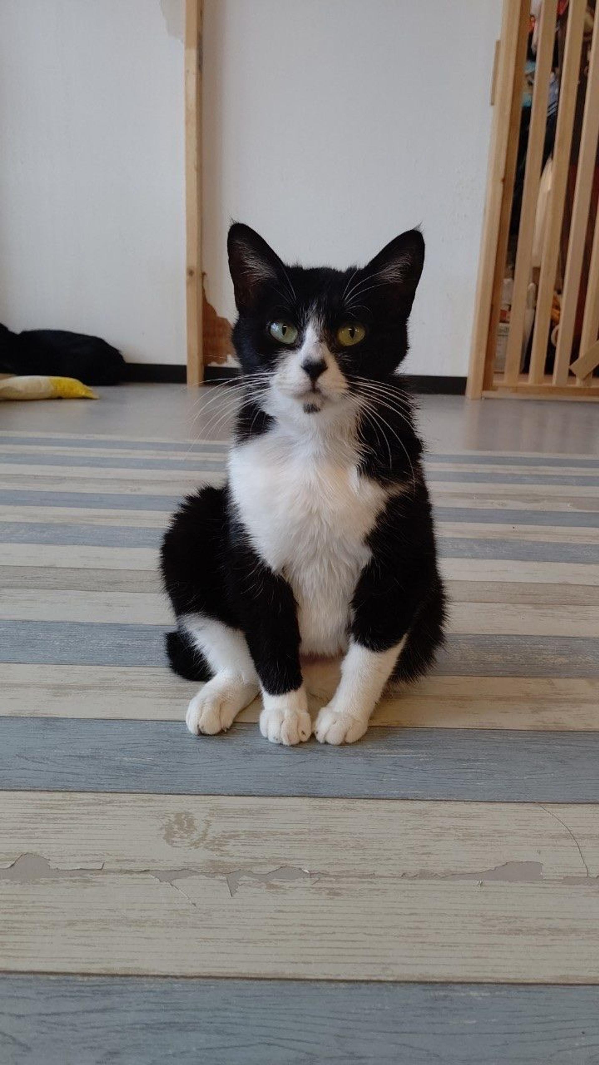 pet-image-3