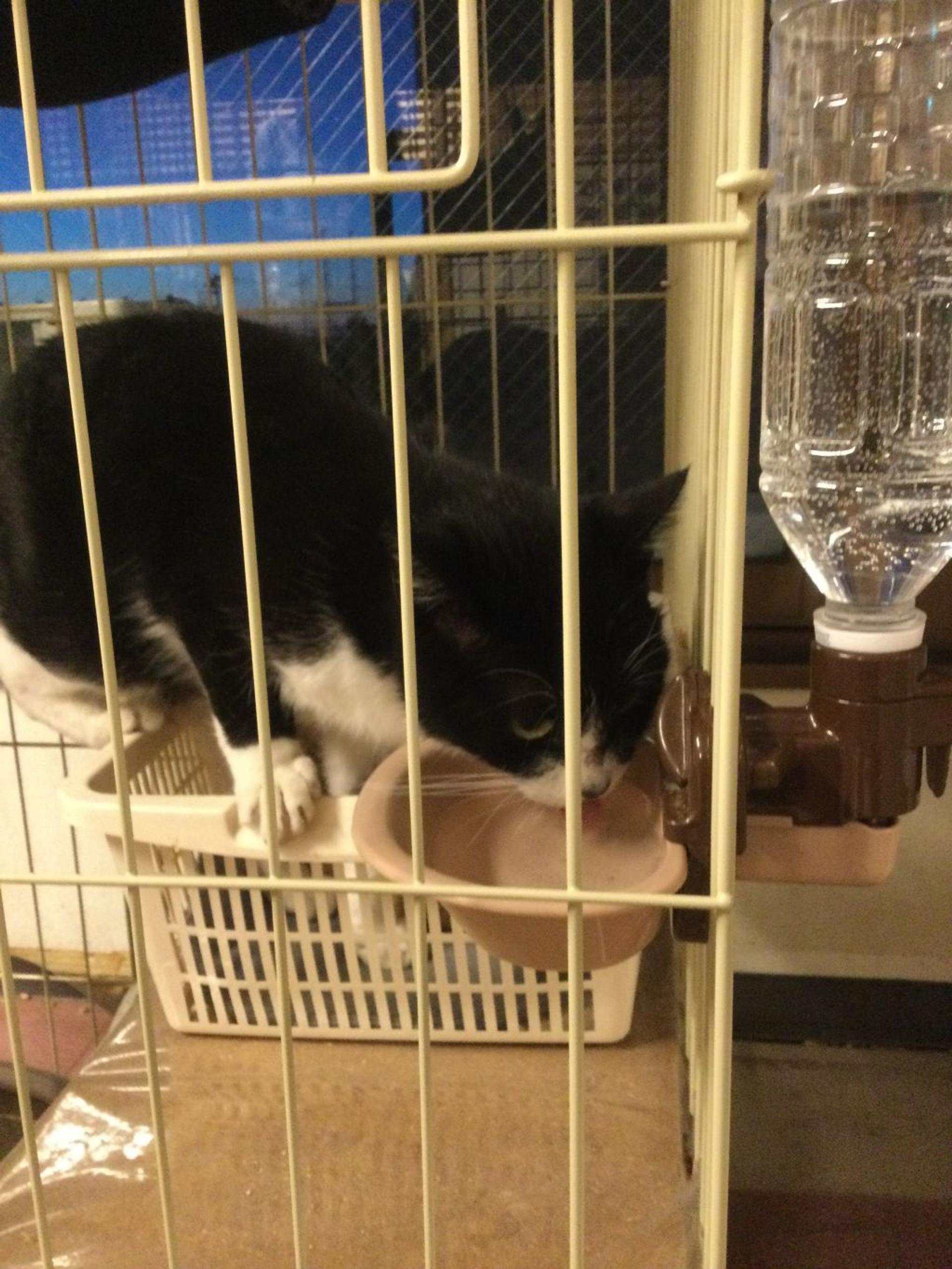 pet-image-4