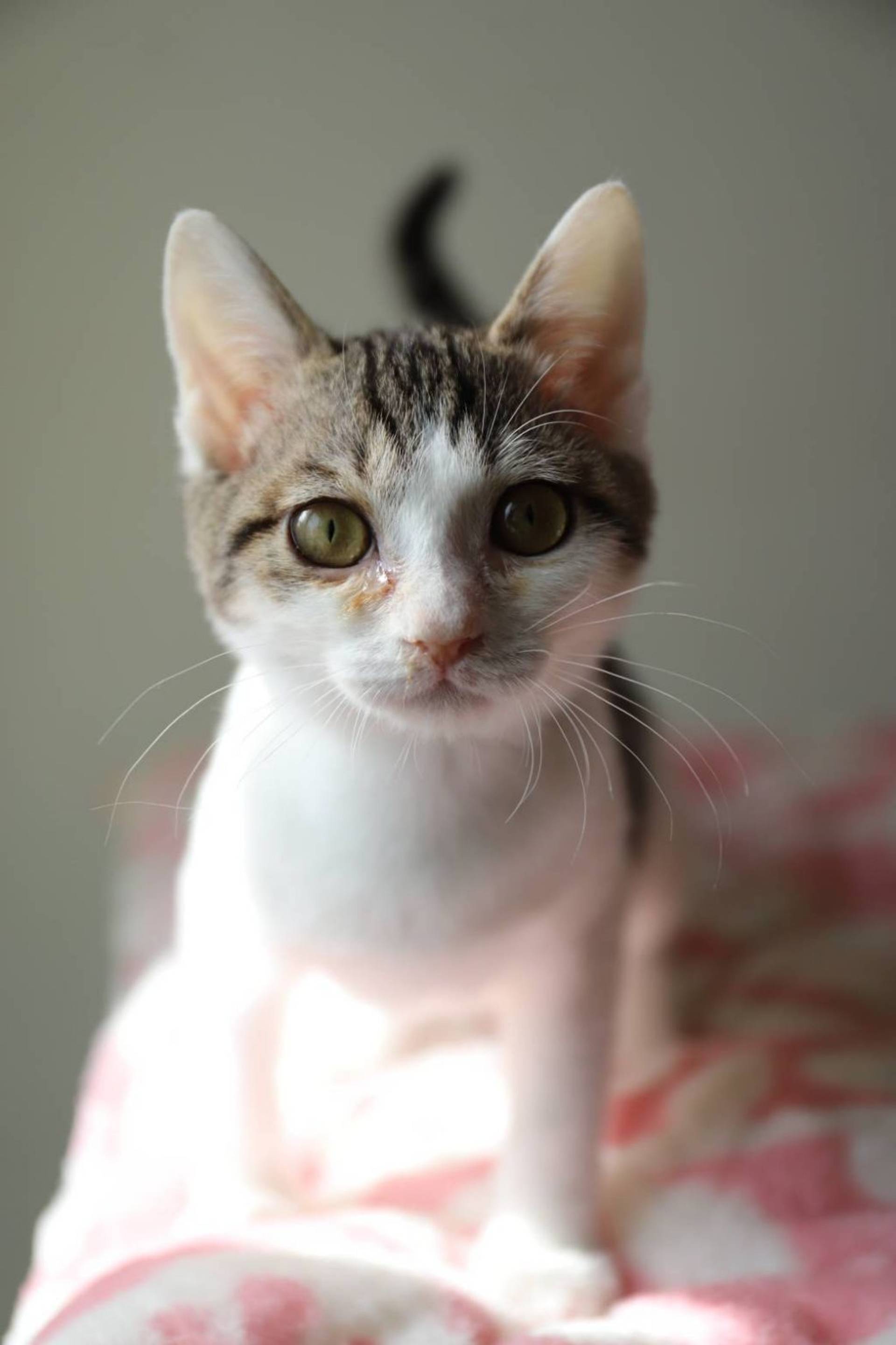 雑種（ミックス猫）・メスの里親募集の写真