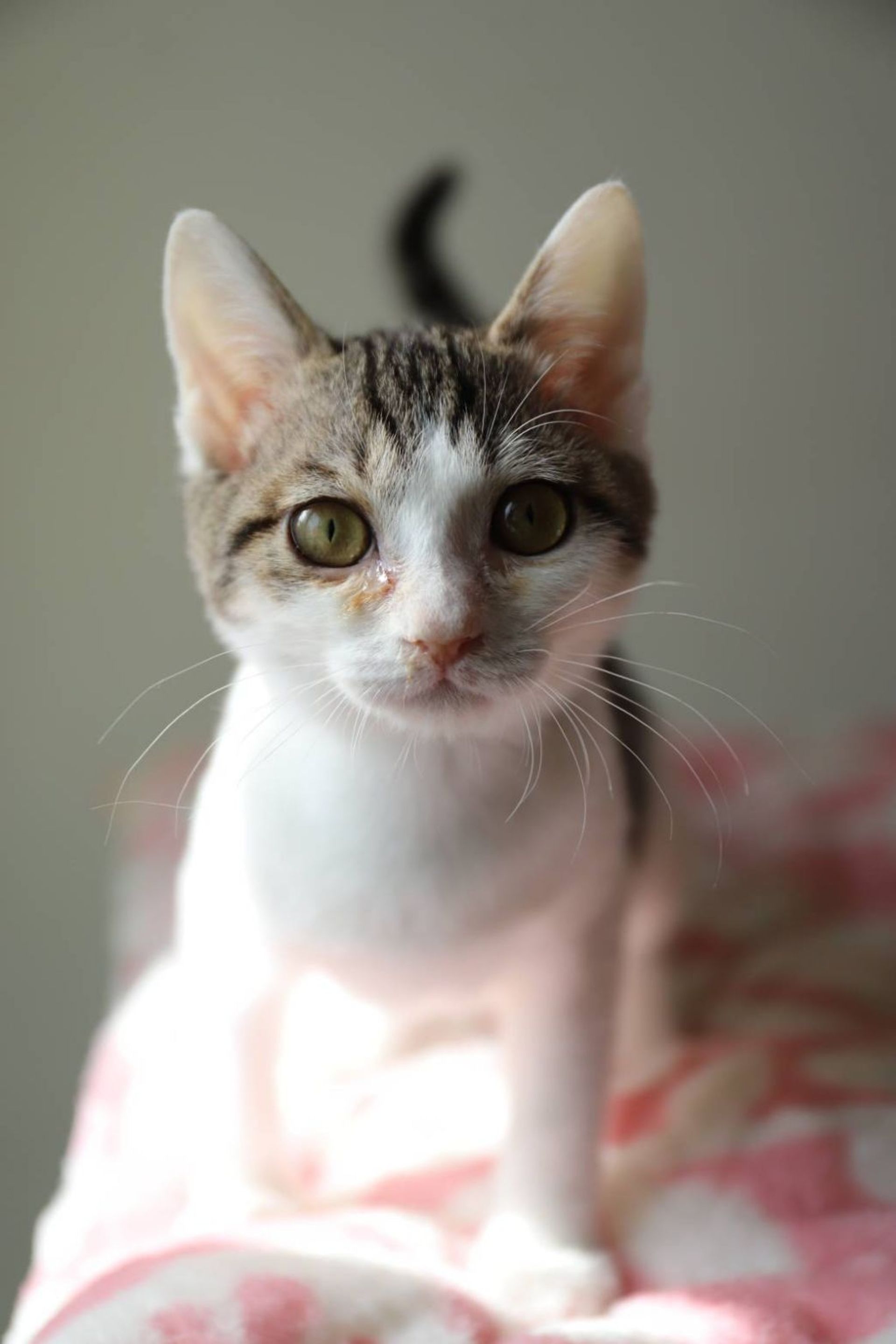 雑種（ミックス猫）・メスの里親募集の写真