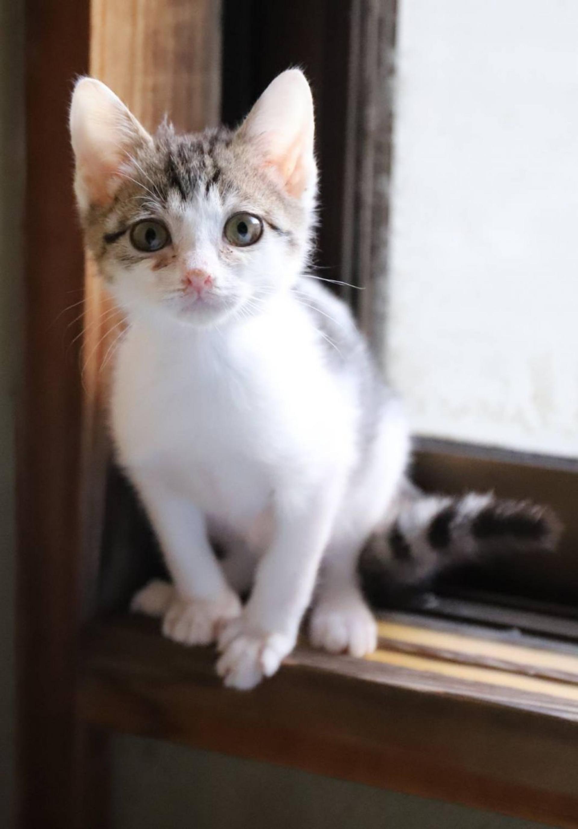 pet-image-2