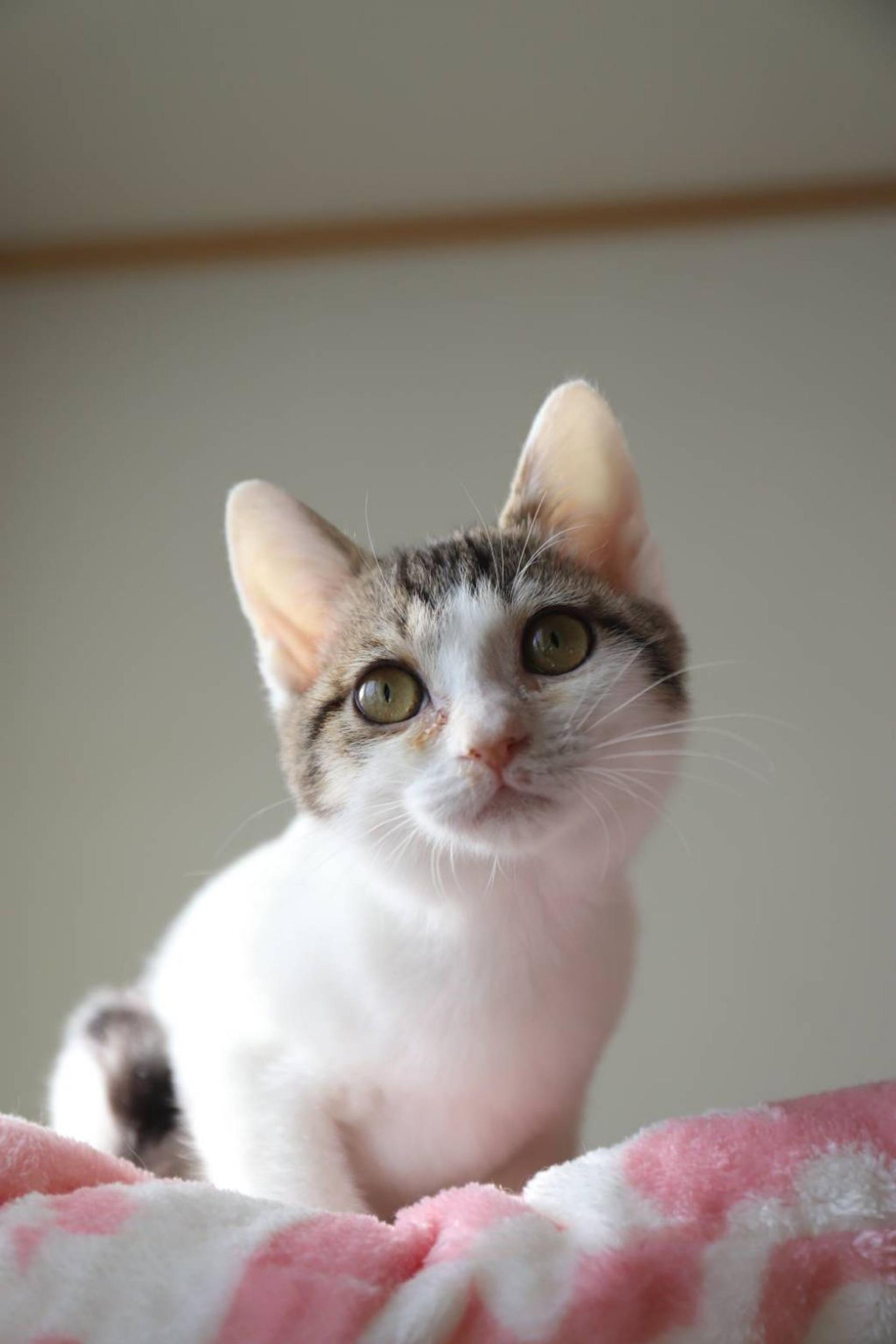 pet-image-4