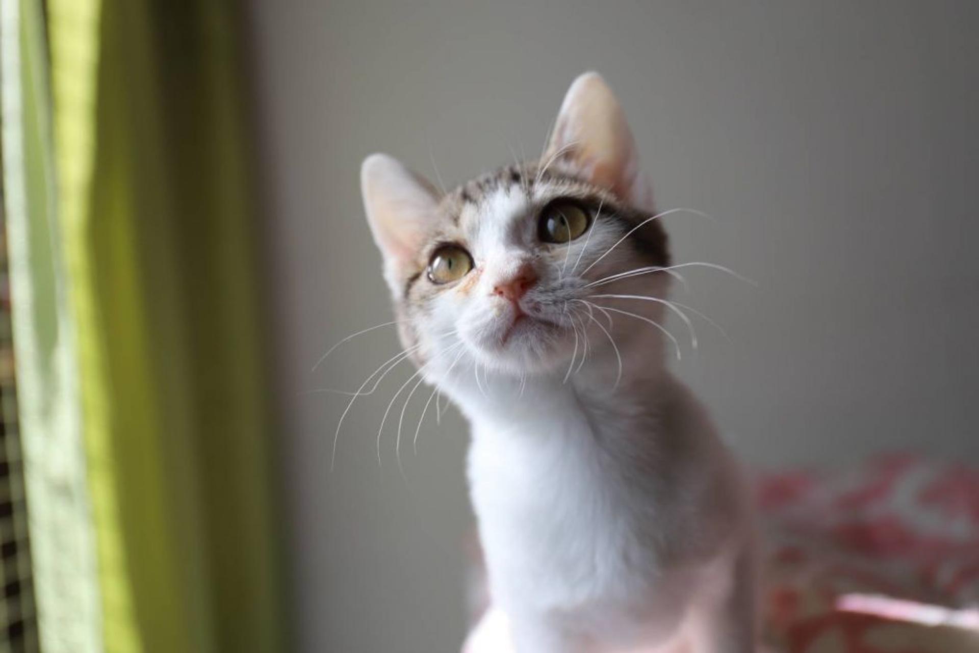 pet-image-5