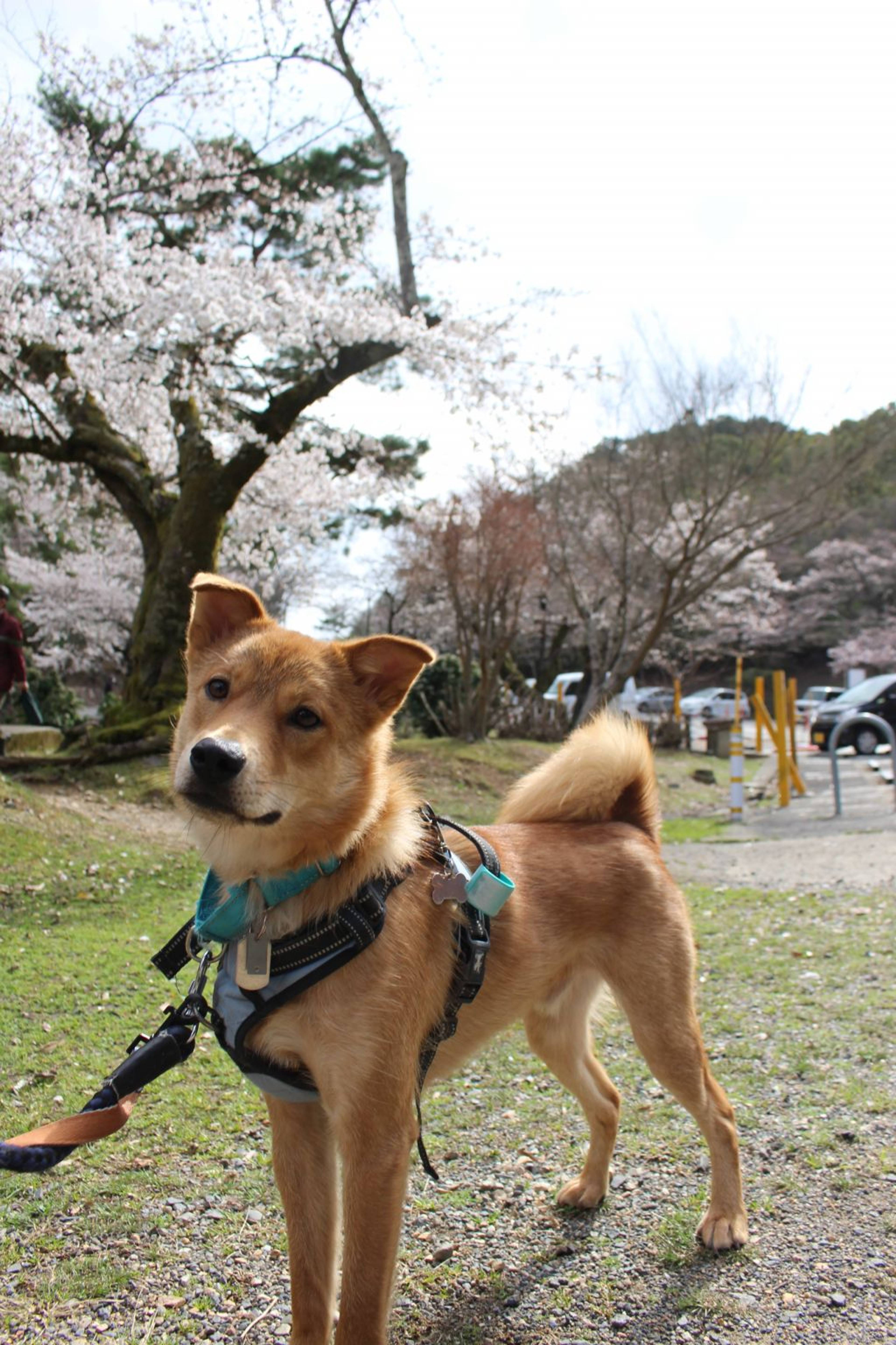雑種（ミックス犬）・オスの里親募集の写真