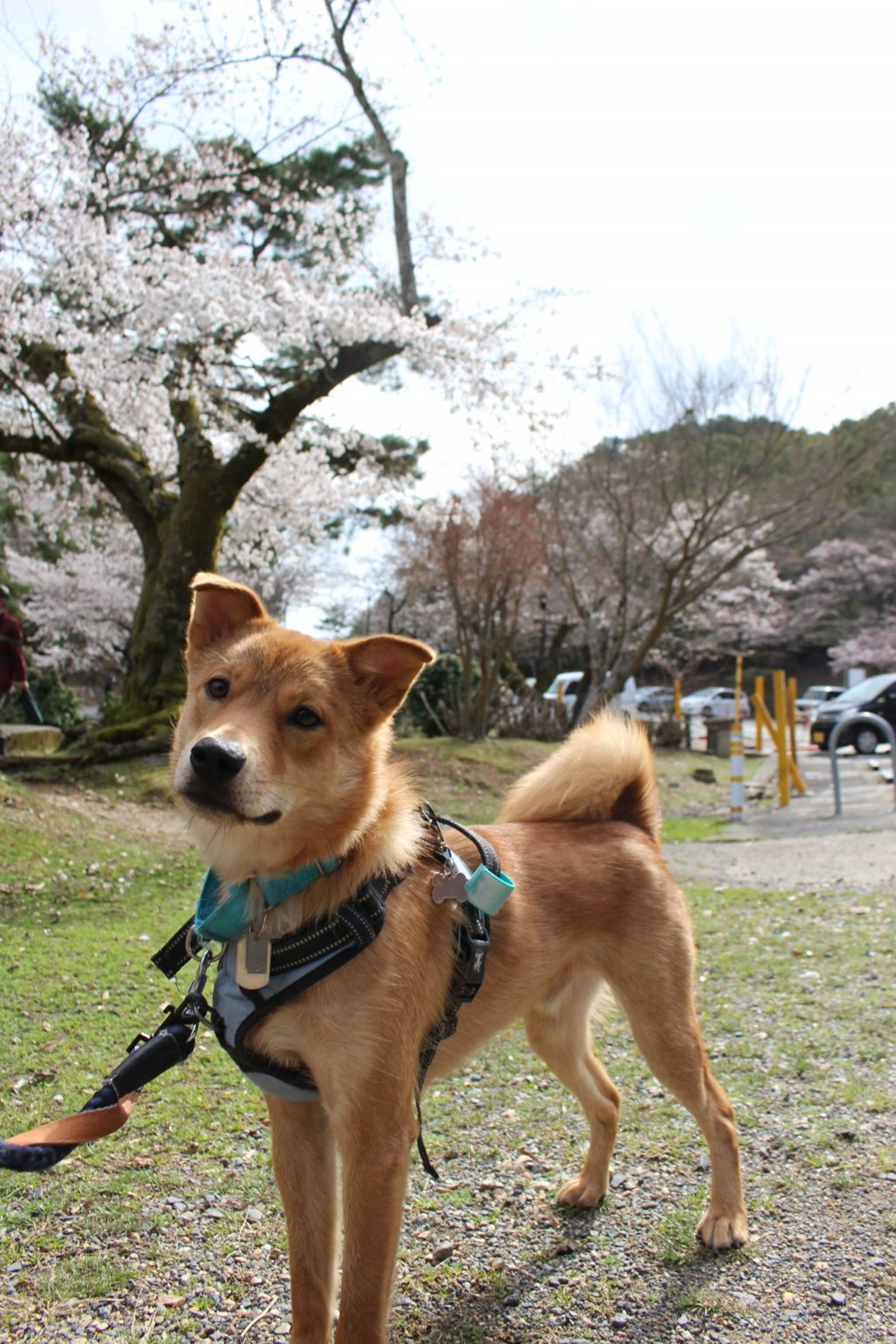 雑種（ミックス犬）・オスの里親募集の写真