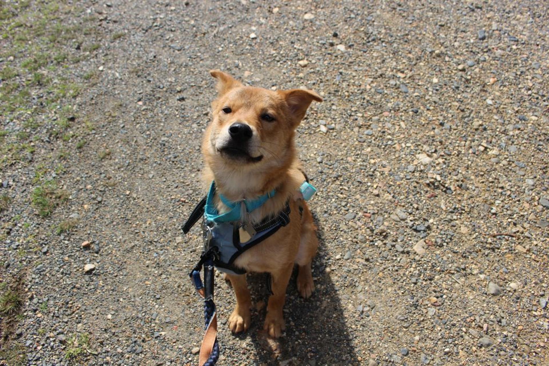 pet-image-2