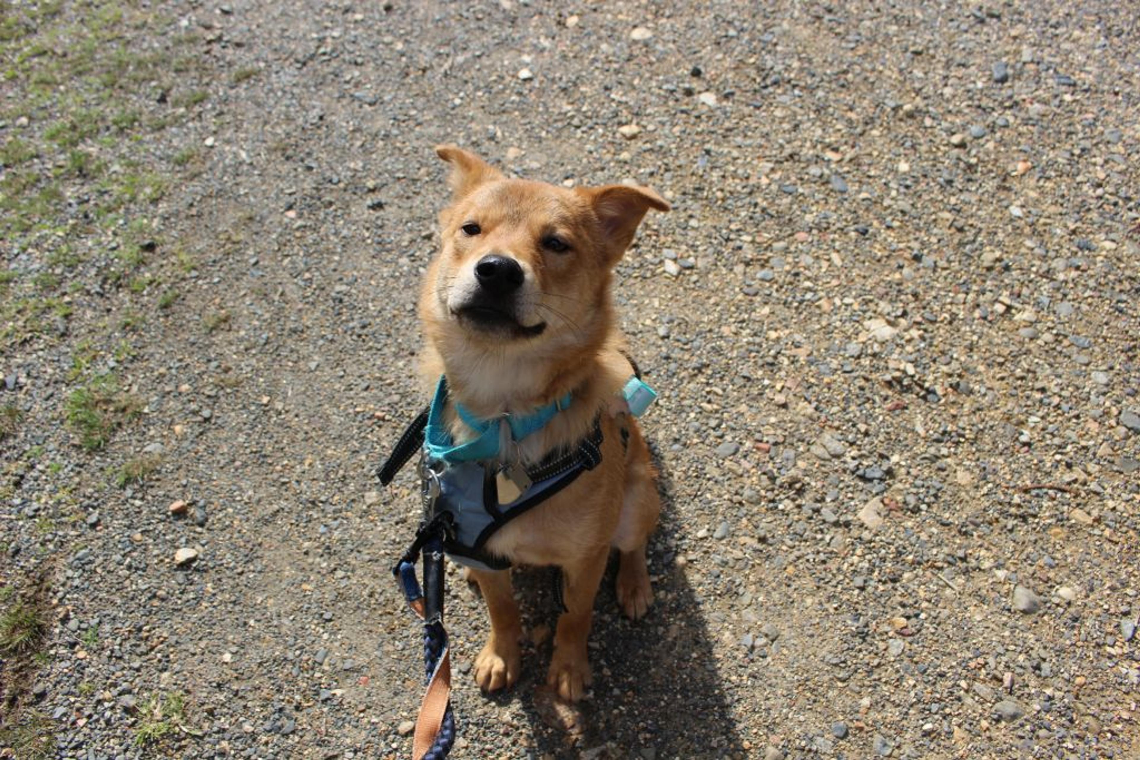 pet-image-2