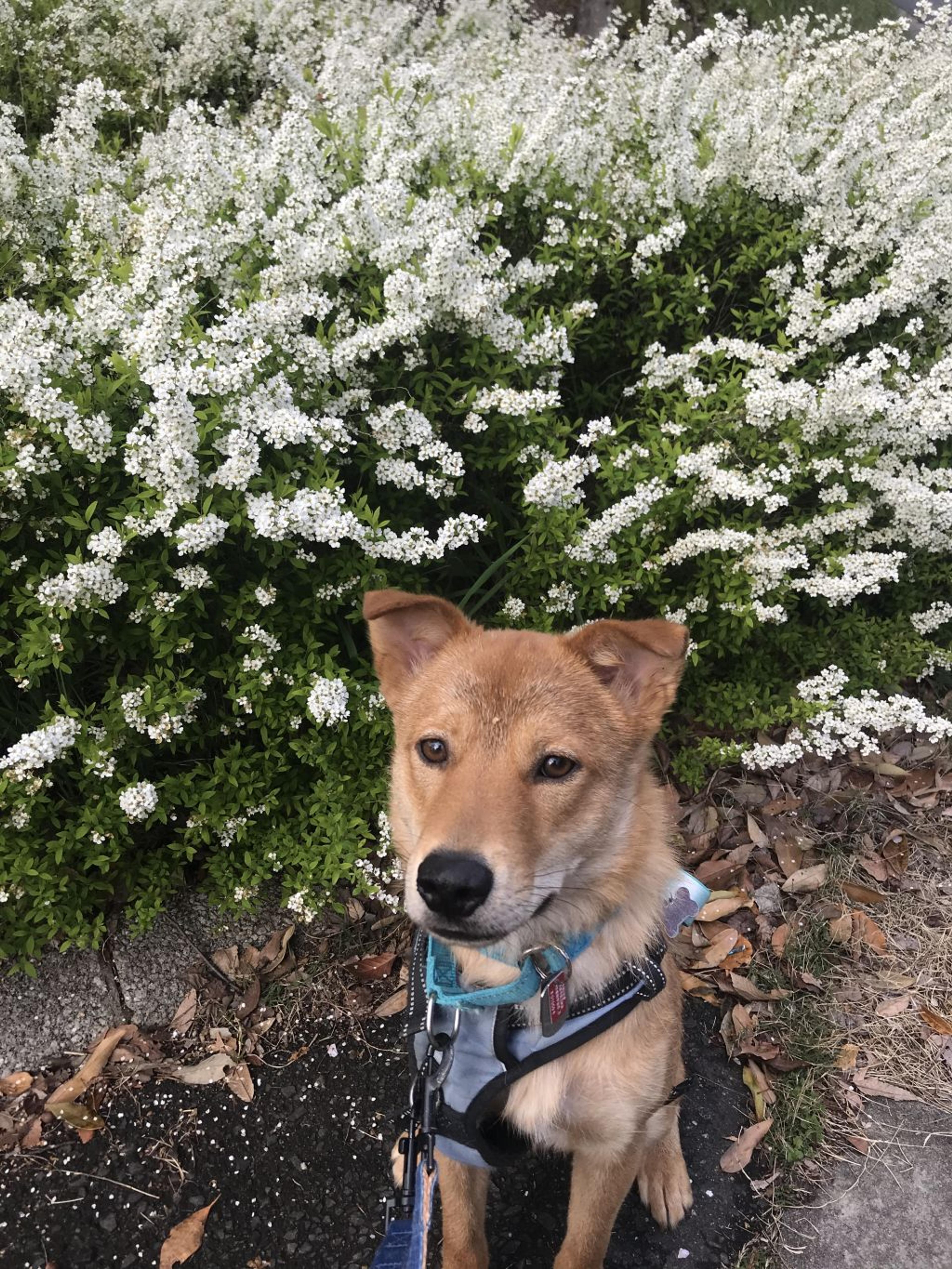 pet-image-3