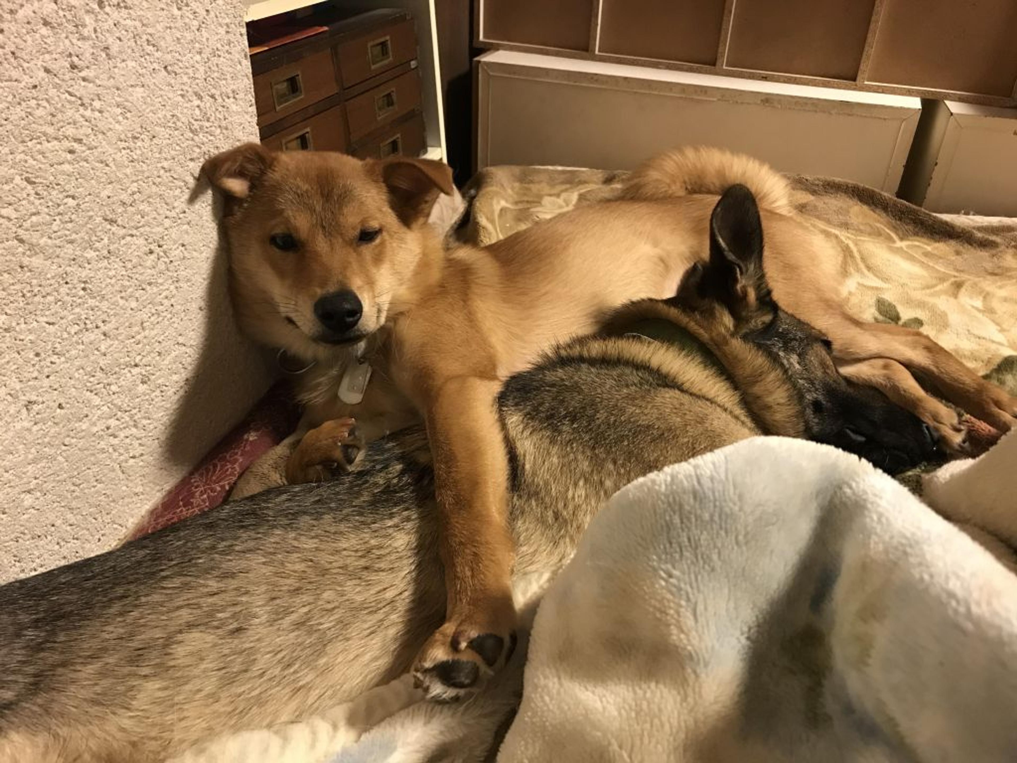 pet-image-4