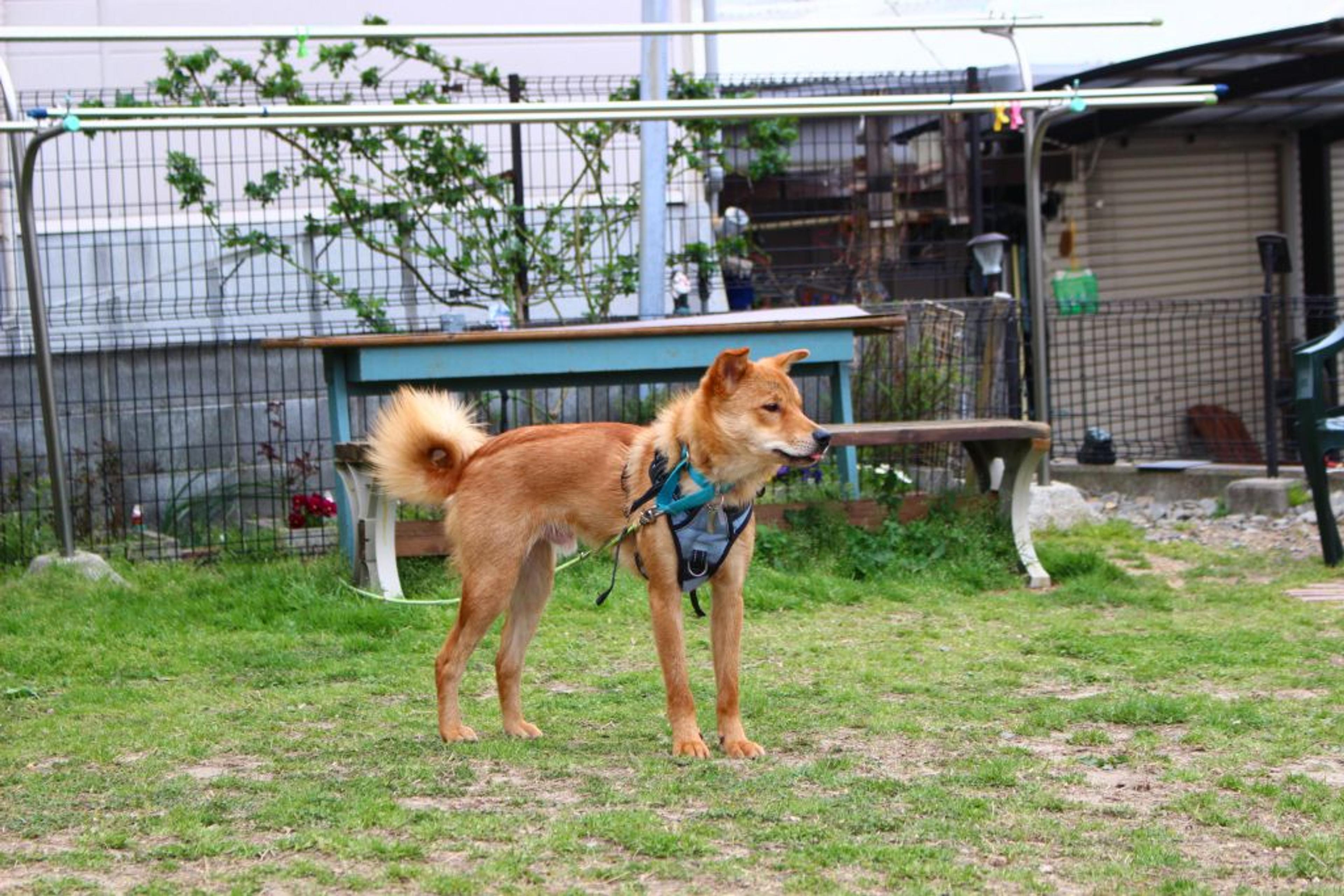 pet-image-5