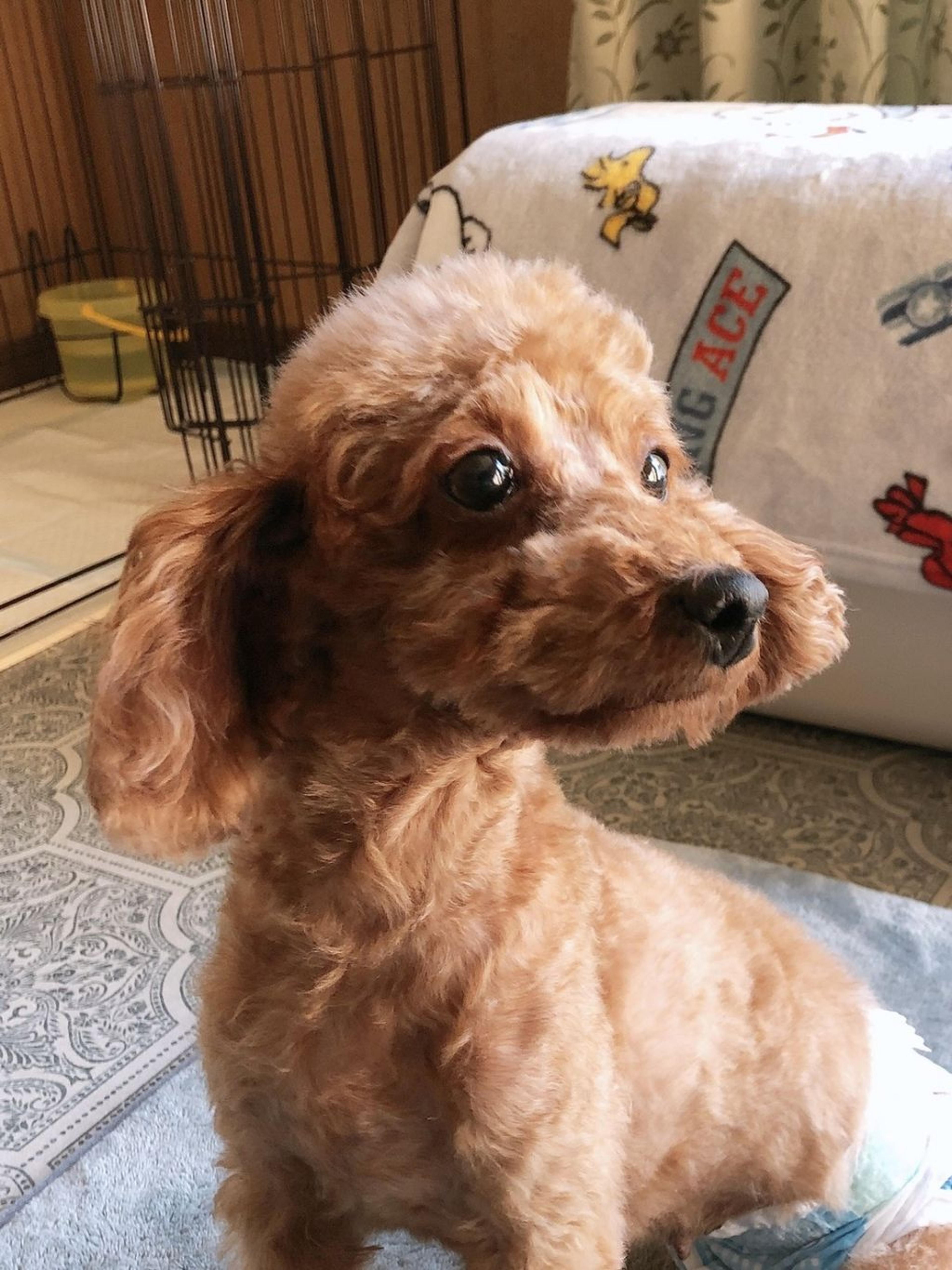pet-image-2