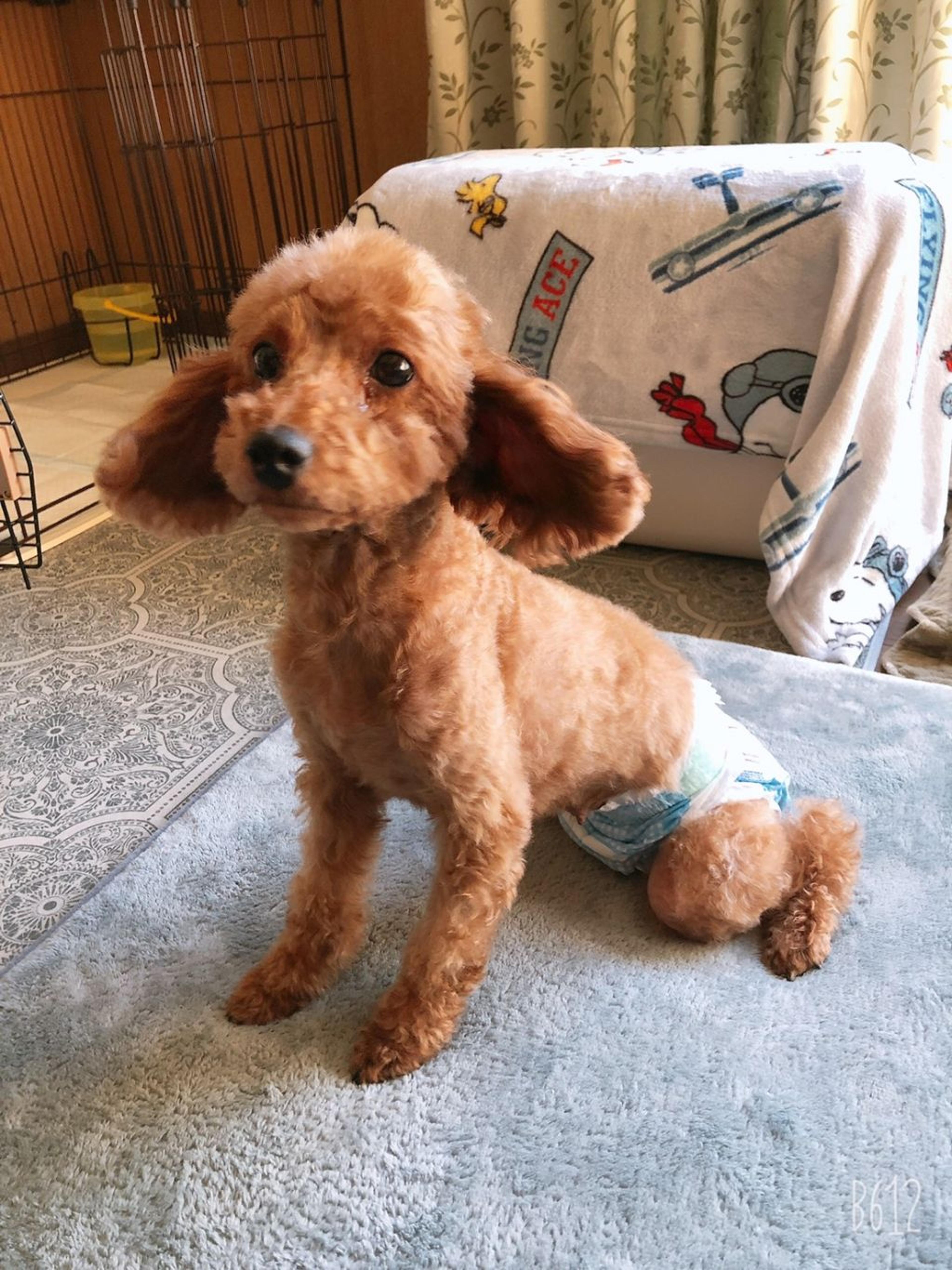 pet-image-3