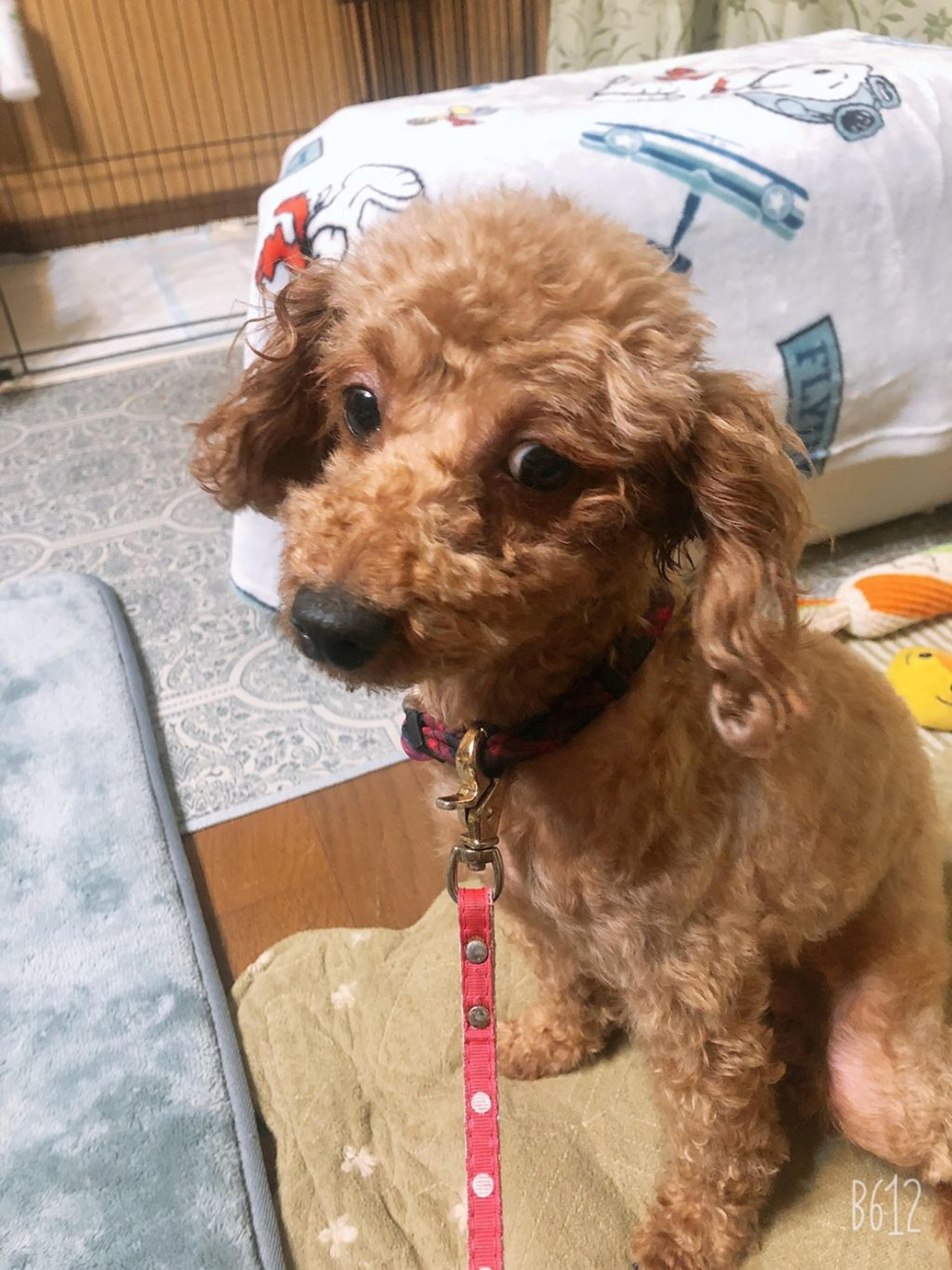 pet-image-4