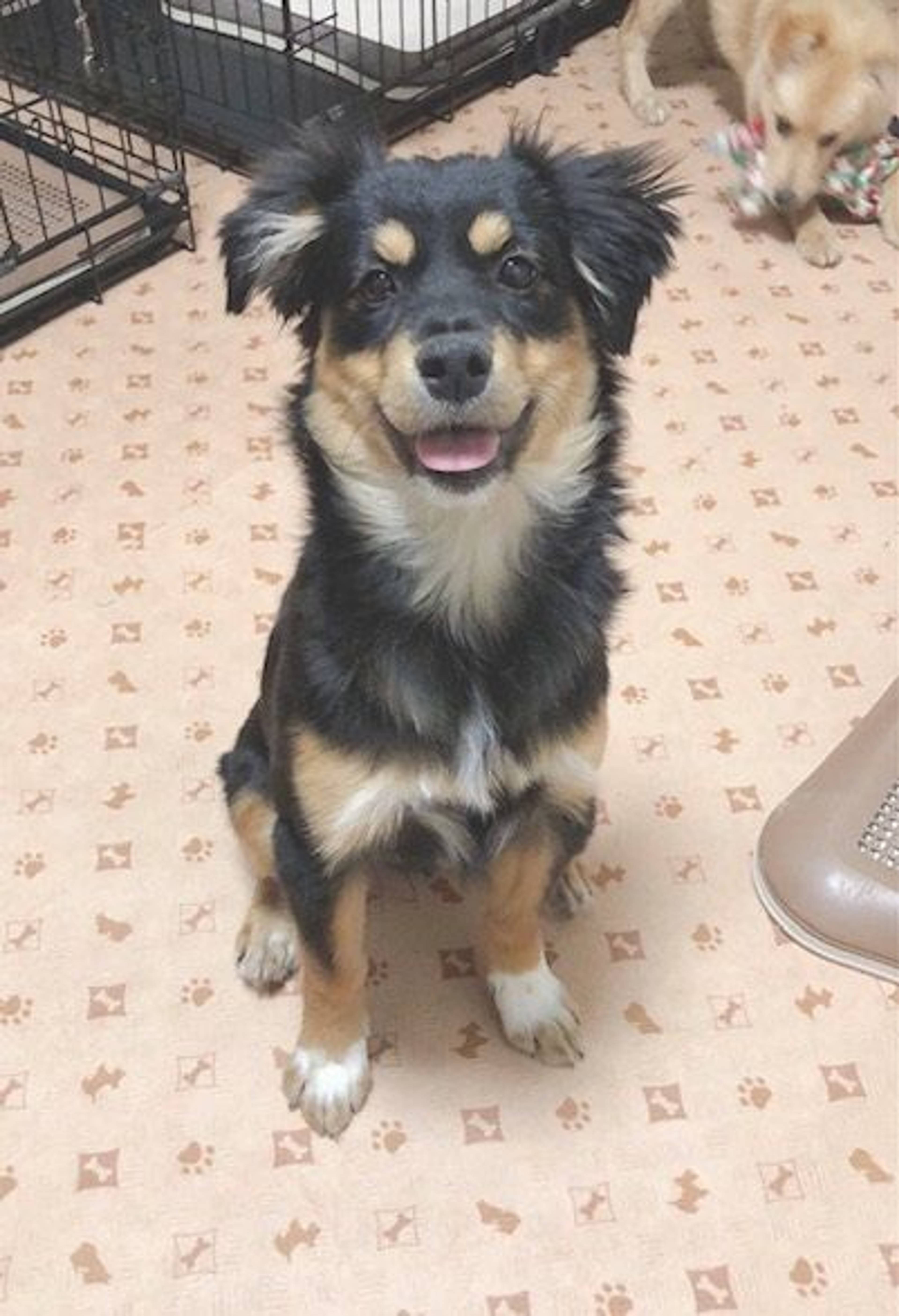 雑種（ミックス犬）・メスの里親募集の写真