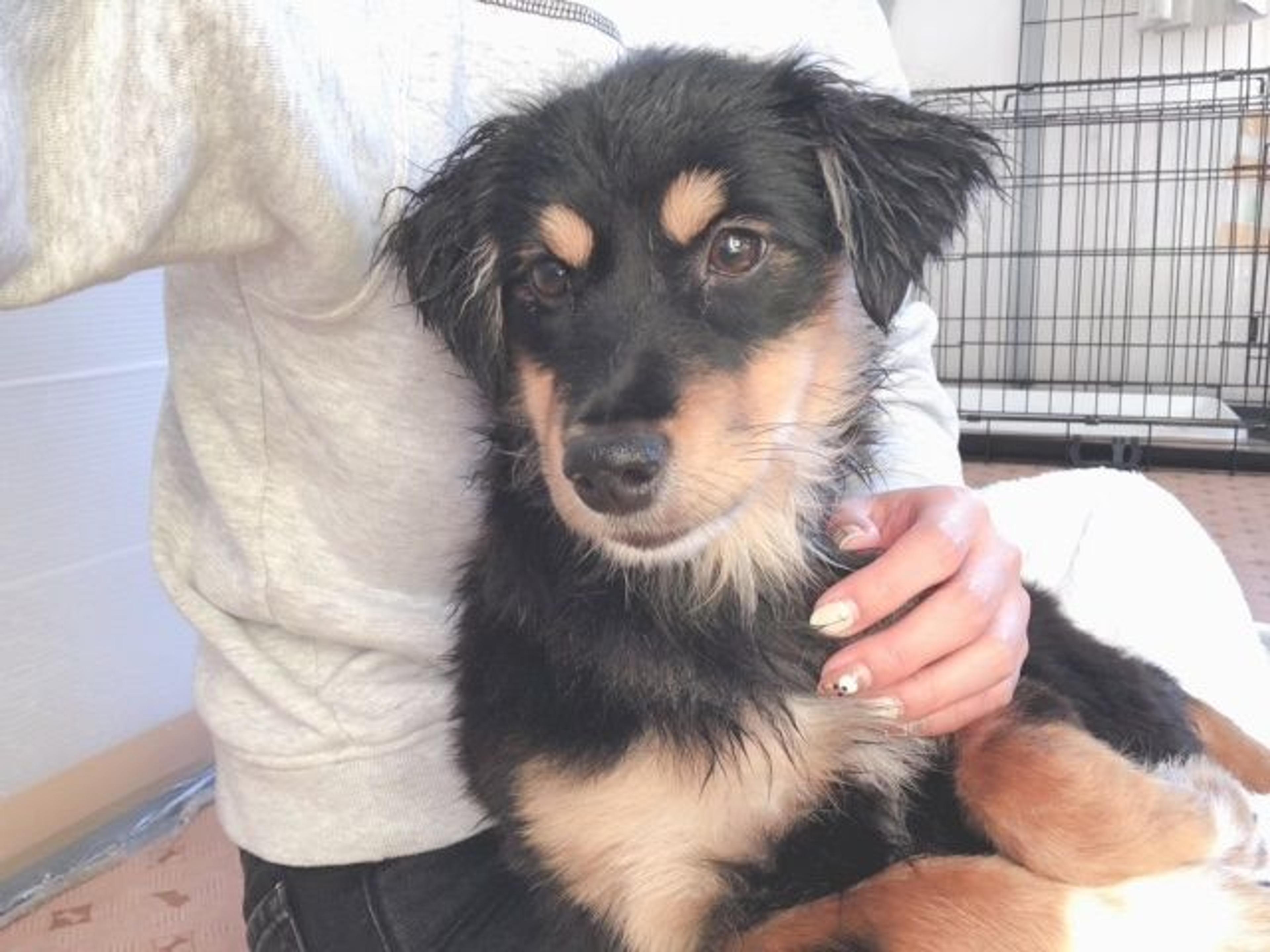 pet-image-2