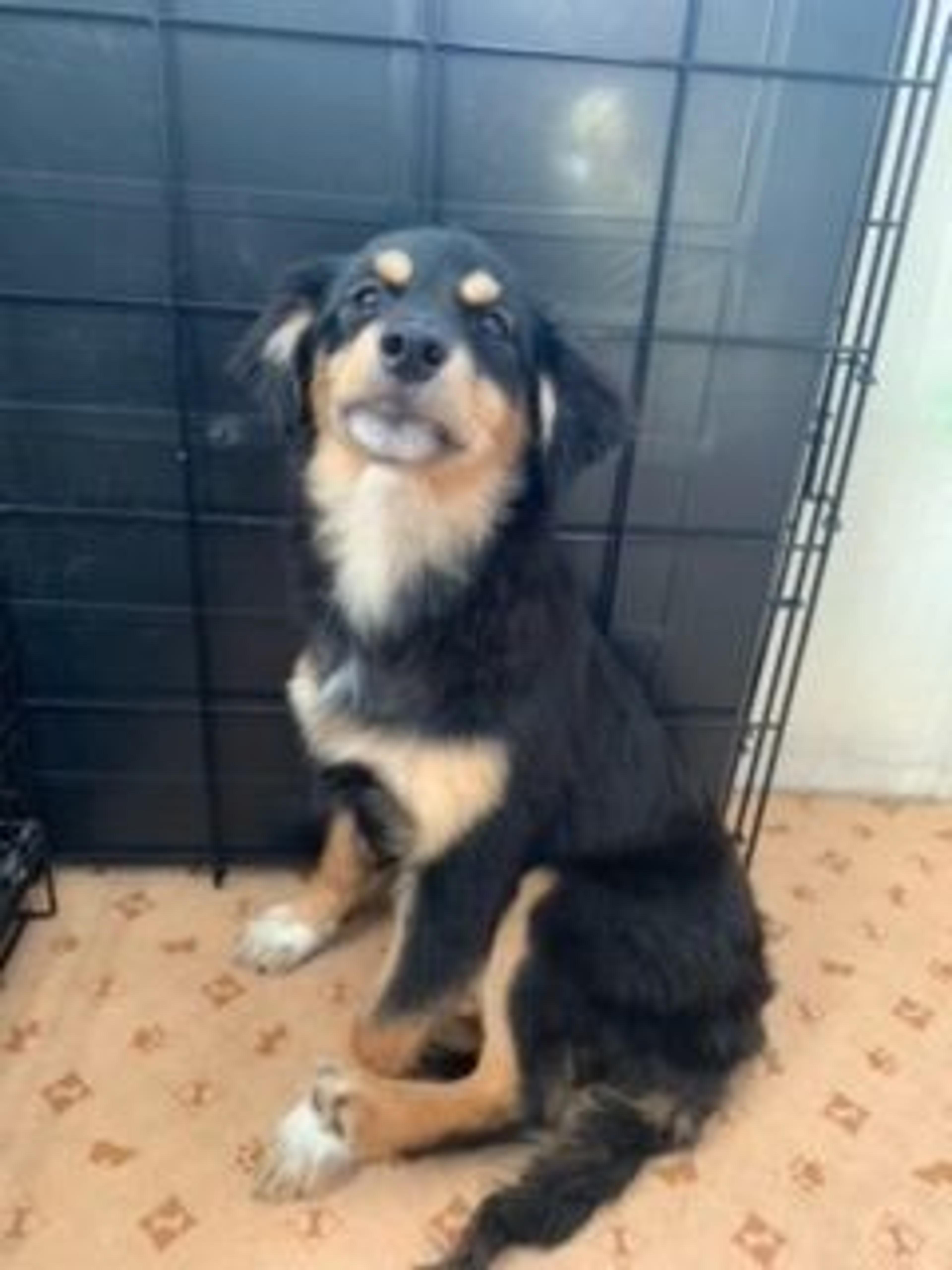 pet-image-4