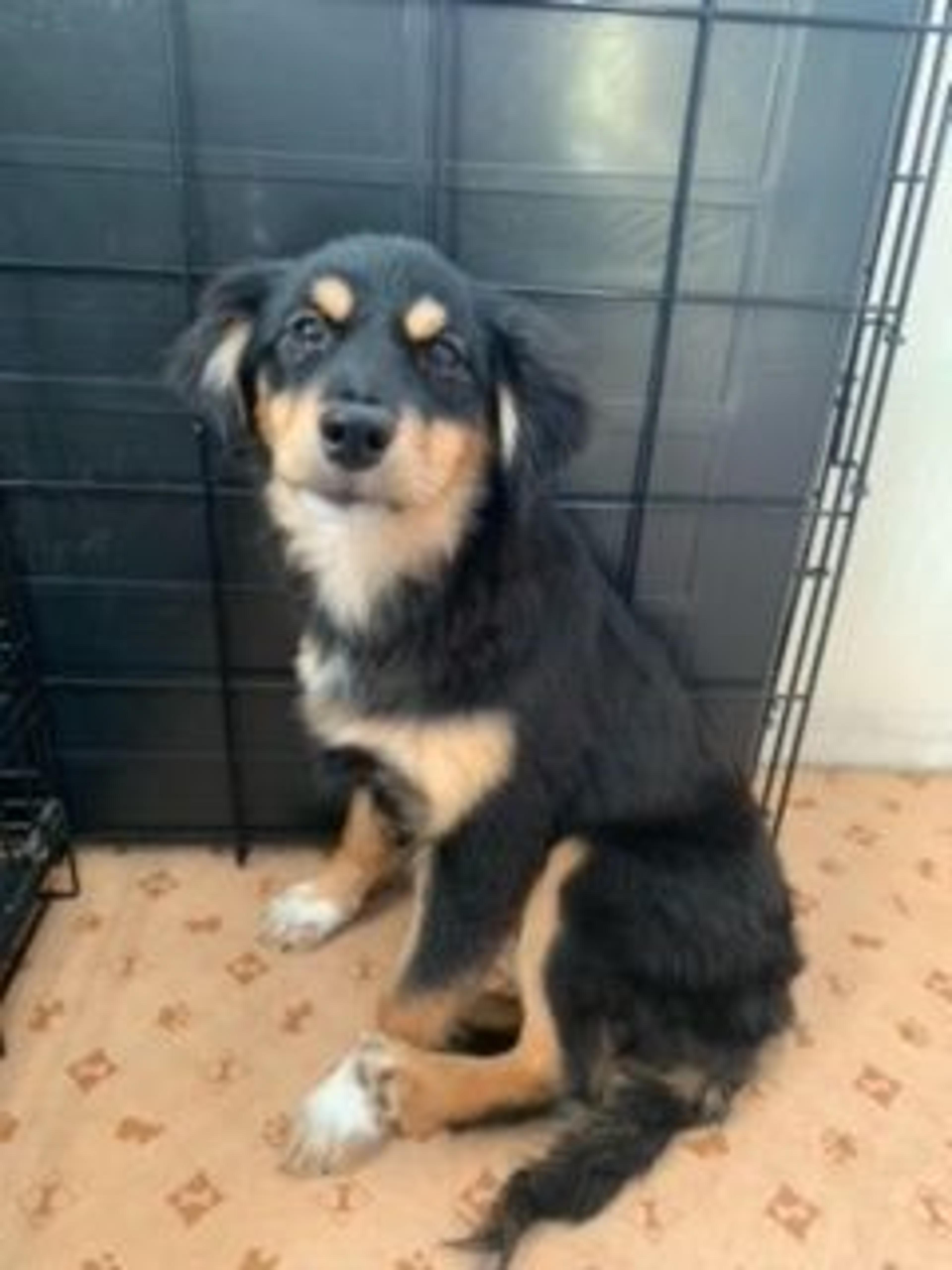 pet-image-5