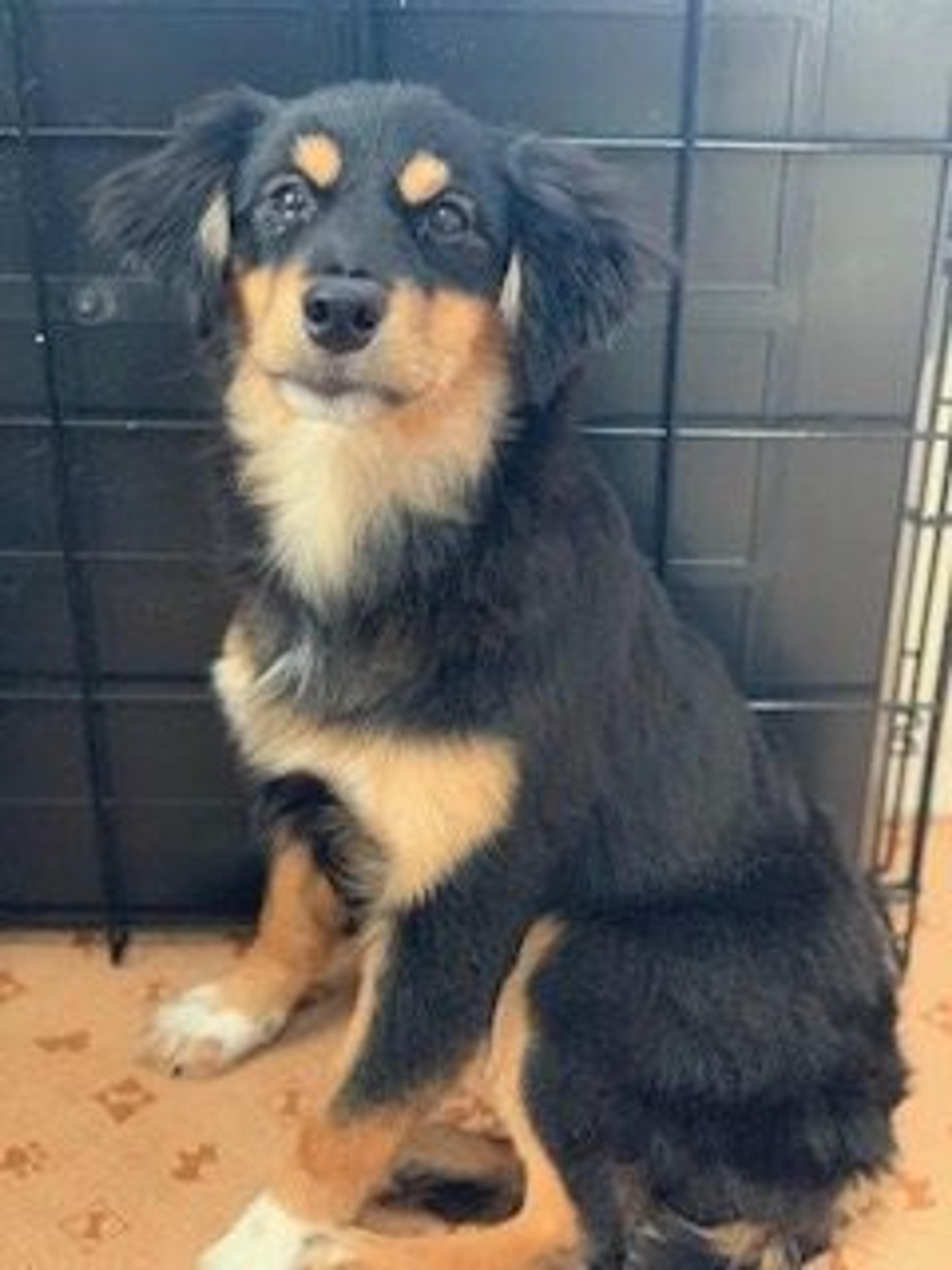 pet-image-6