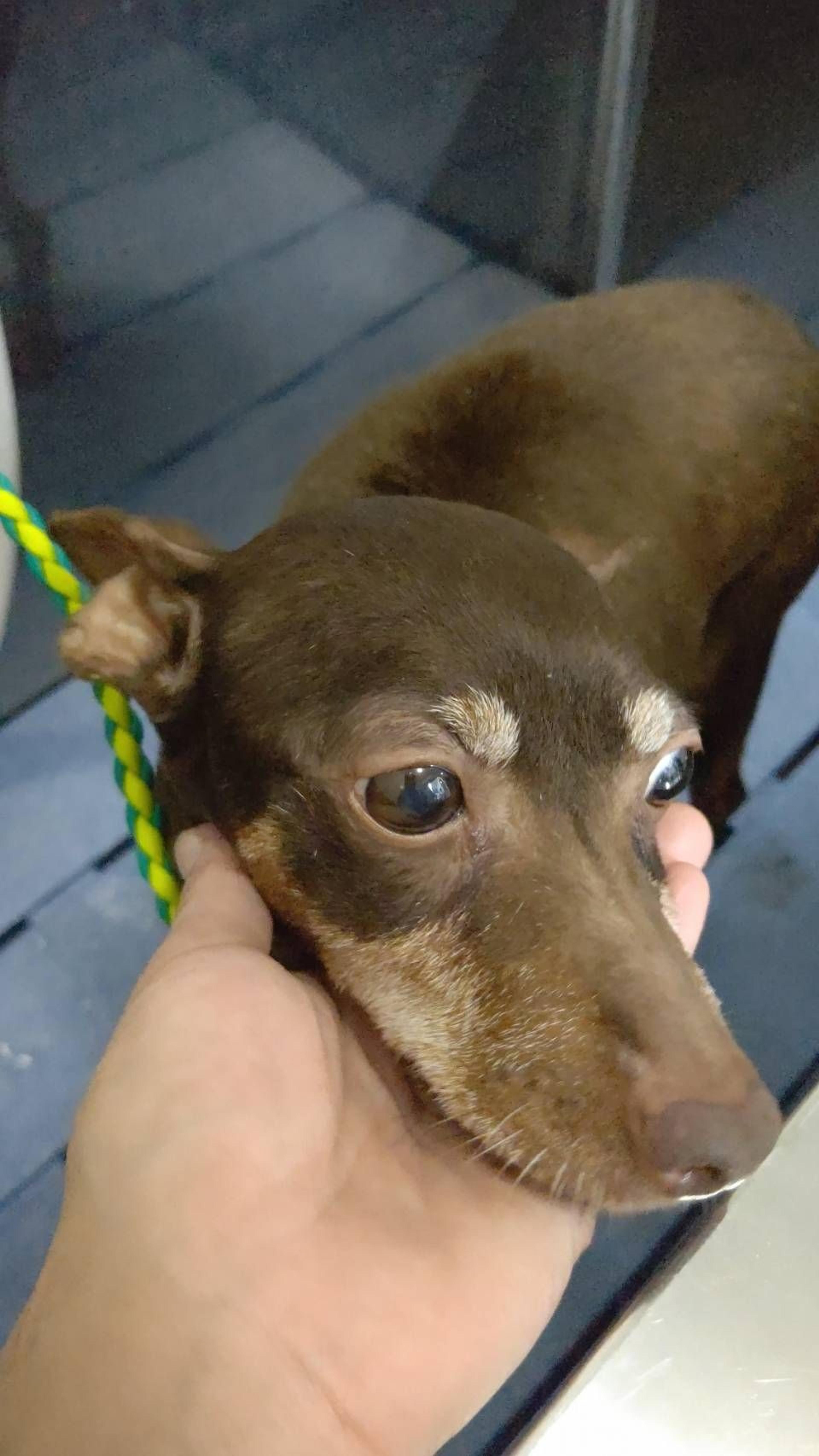 pet-image-2